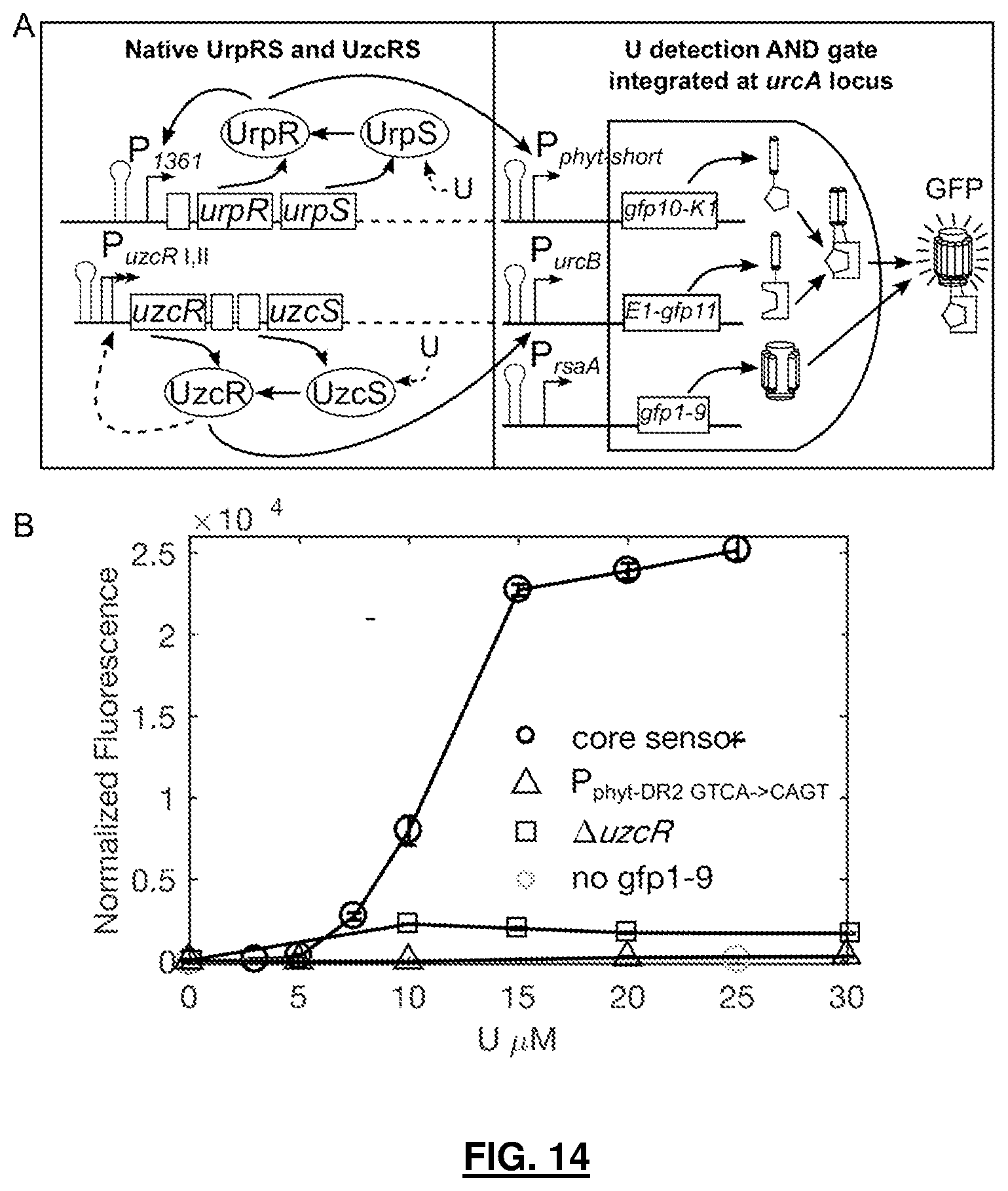 Patent US12297513 Figure 18 – Biosensors for detecting and/or neutralizing bioavailable uranium and related U-sensitive genetic molecular components, gene cassettes, vectors, genetic circuits, compositions, methods and systems