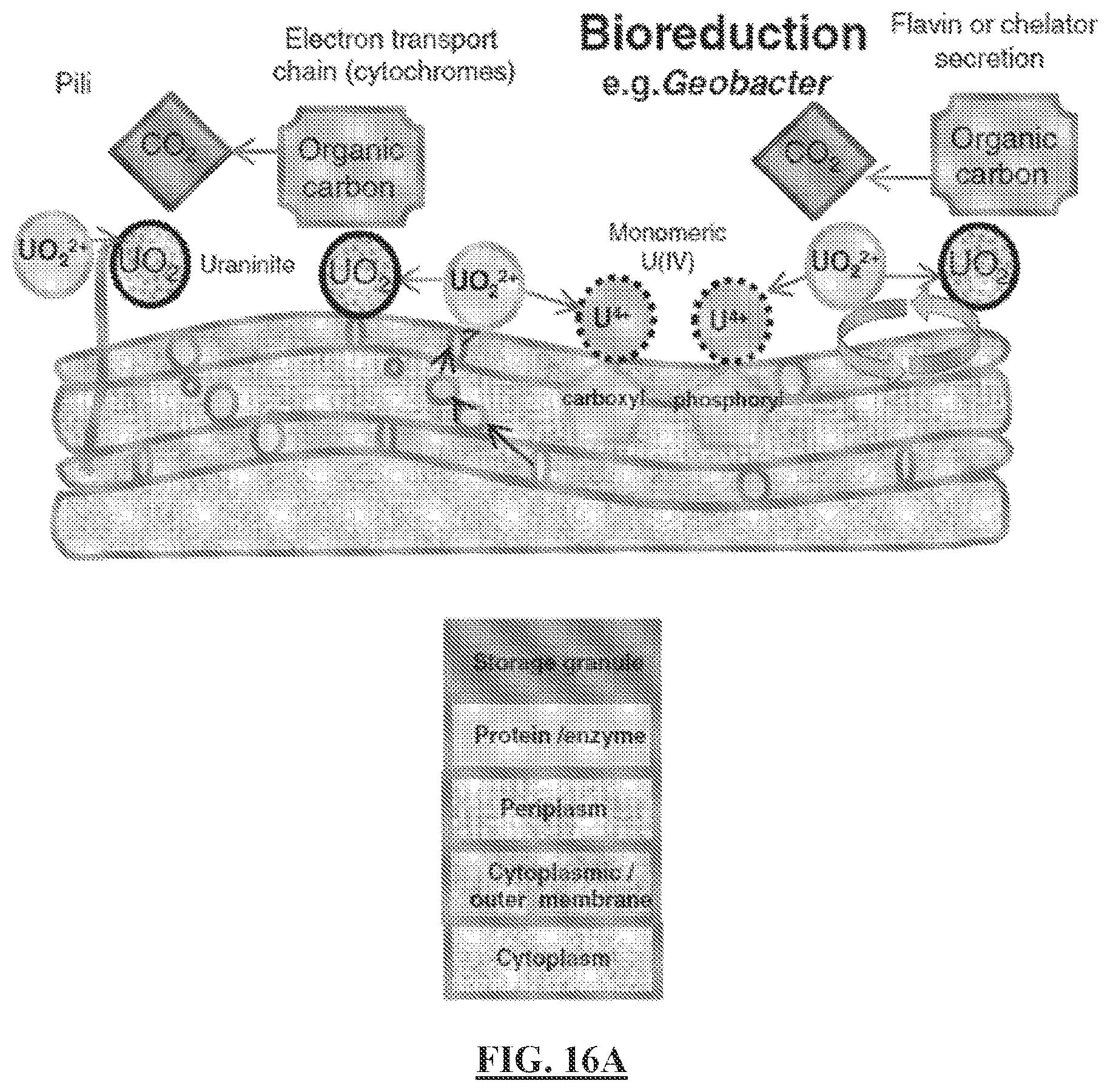 Patent US12297513 Figure 20 – Biosensors for detecting and/or neutralizing bioavailable uranium and related U-sensitive genetic molecular components, gene cassettes, vectors, genetic circuits, compositions, methods and systems