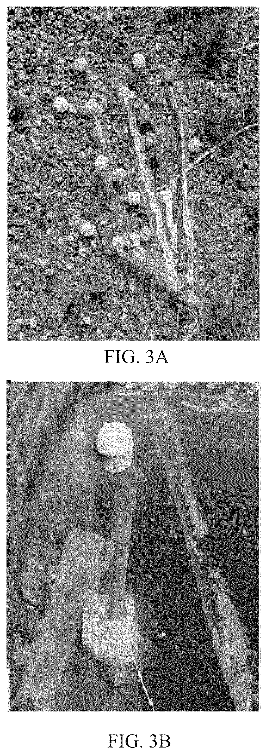 Patent US12297798 Figure 3 – Kelp-inspired marine energy converter