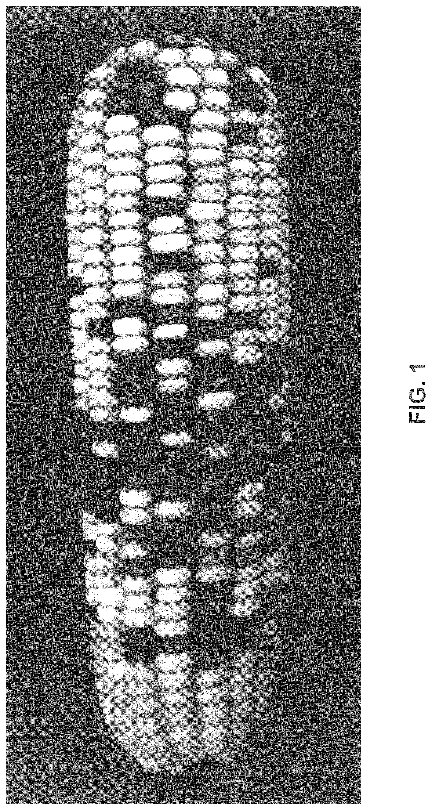 Patent US12302812 — Corn pollination with unrelated corn pollen — Figure 1