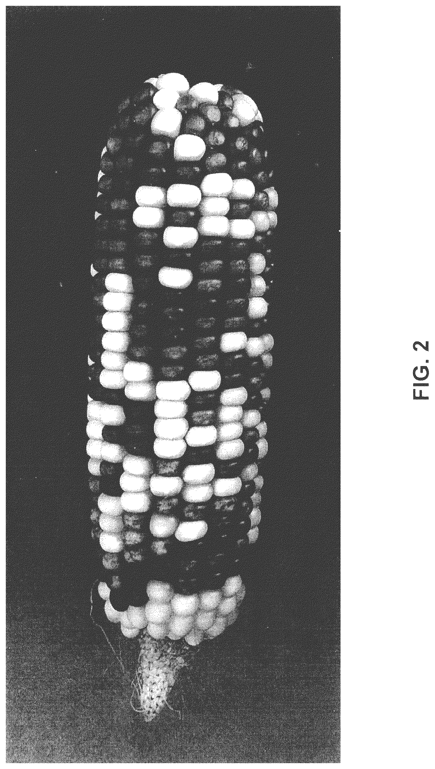 Patent US12302812 Figure 2 – Corn pollination with unrelated corn pollen