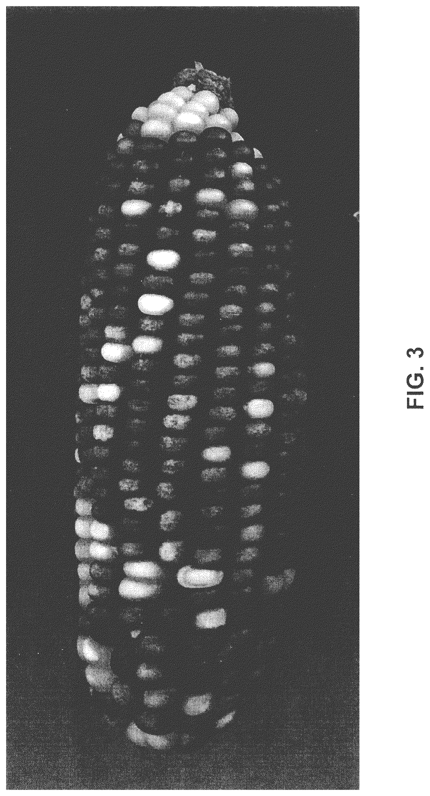 Patent US12302812 Figure 3 – Corn pollination with unrelated corn pollen