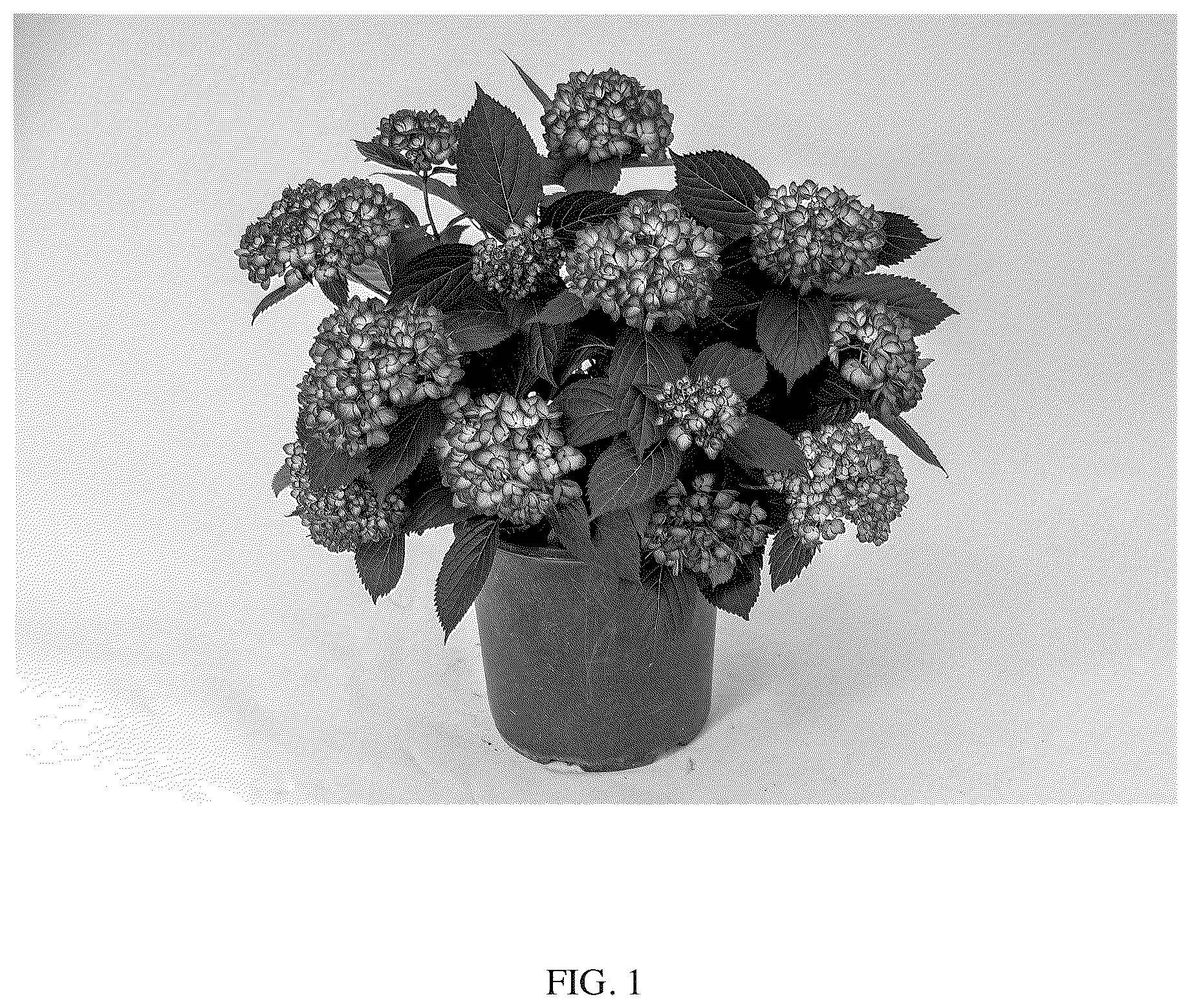 Patent US12302814 Figure 1 – Hydrangea macrophylla plant named Bailmacseven
