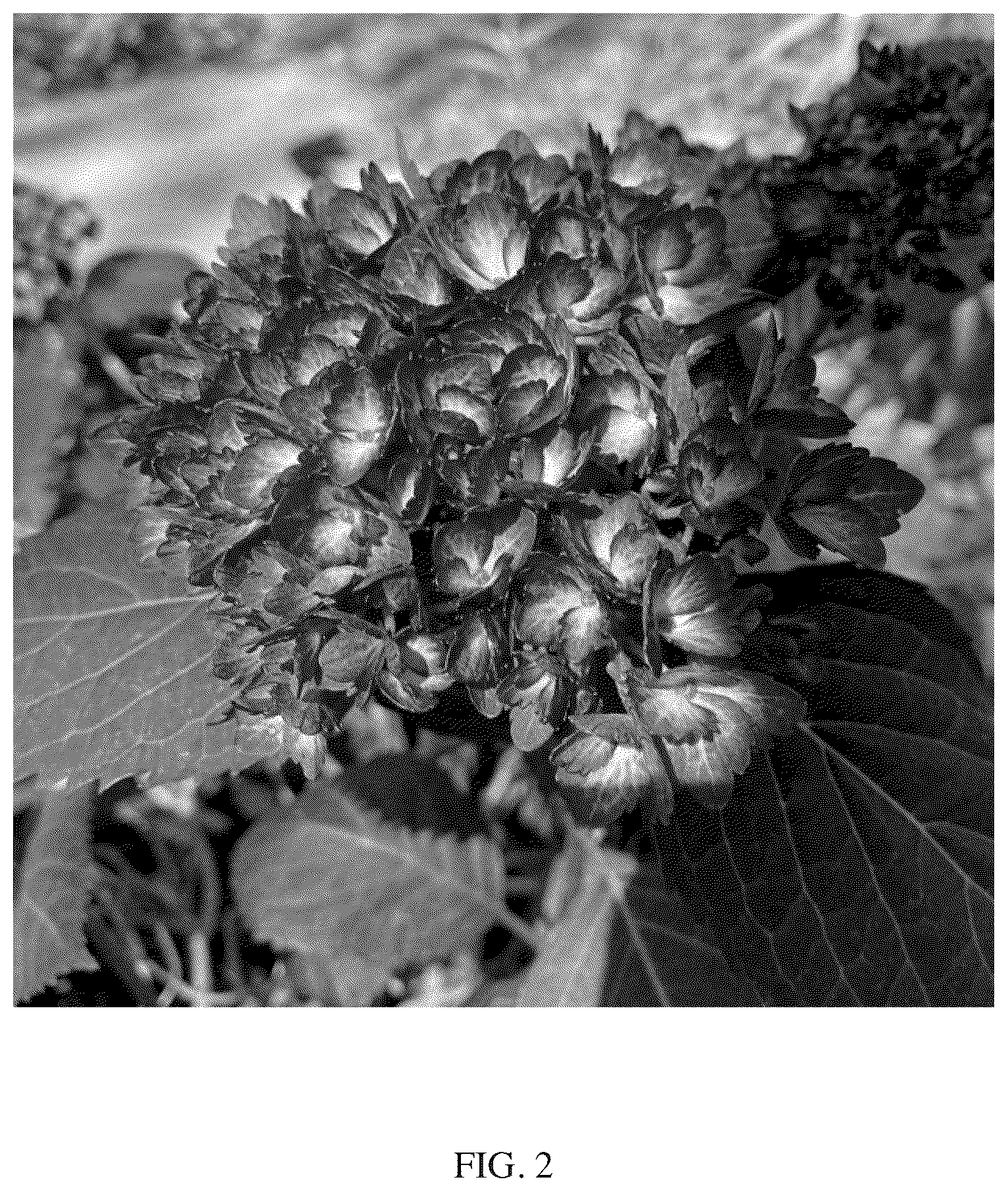 Patent US12302814 Figure 2 – Hydrangea macrophylla plant named Bailmacseven
