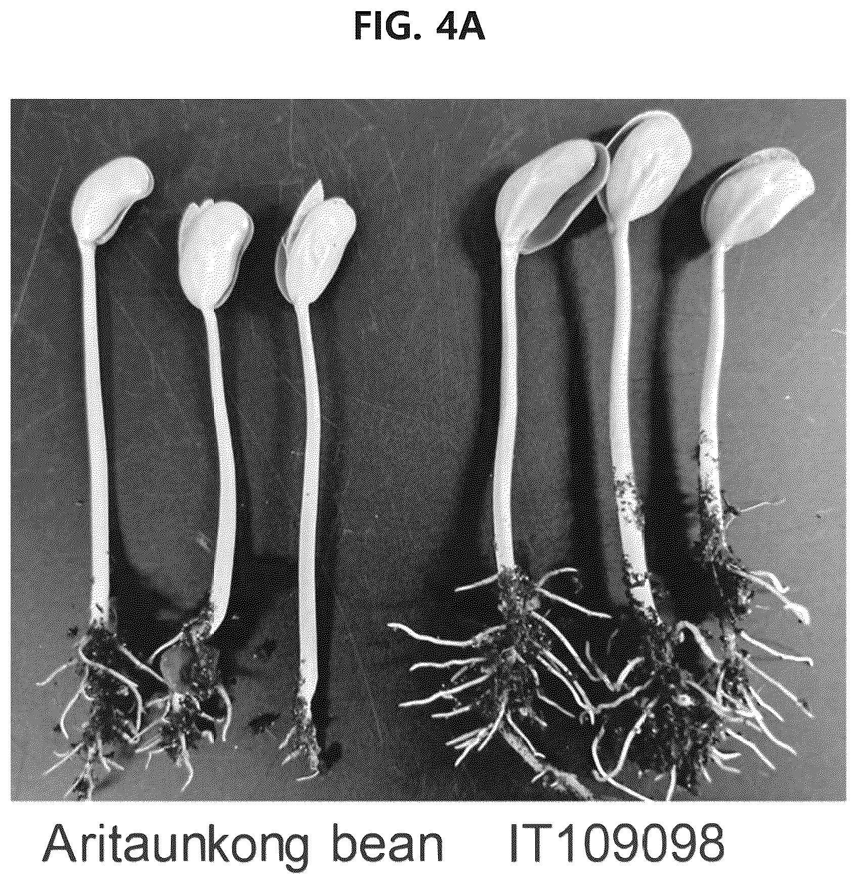 Patent US12302841 Figure 6 – Soybean variety comprising high content of epicatechin
