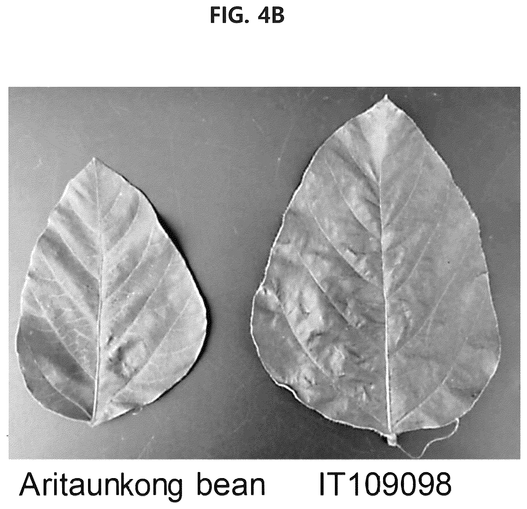 Patent US12302841 Figure 7 – Soybean variety comprising high content of epicatechin