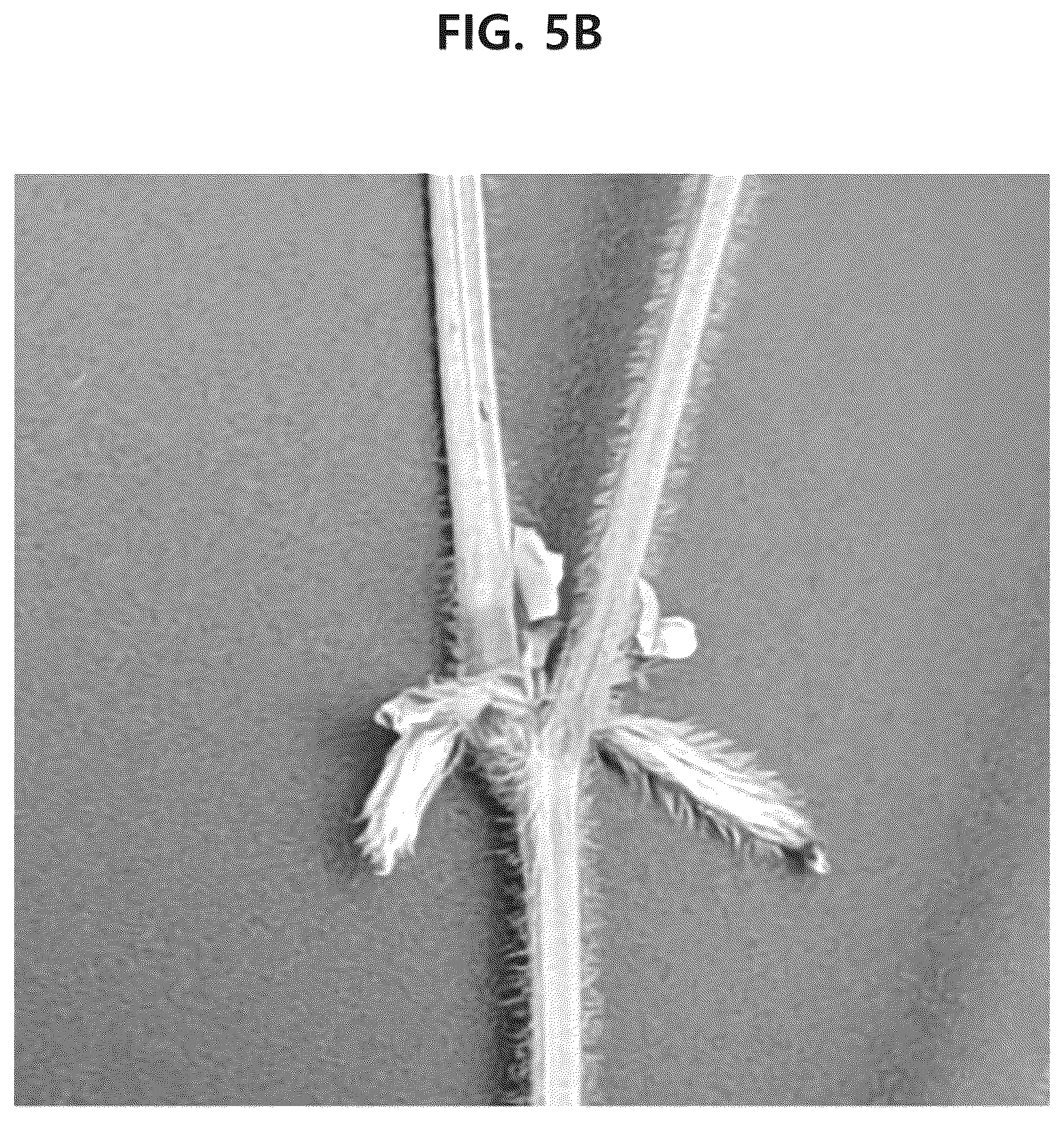 Patent US12302841 Figure 9 – Soybean variety comprising high content of epicatechin