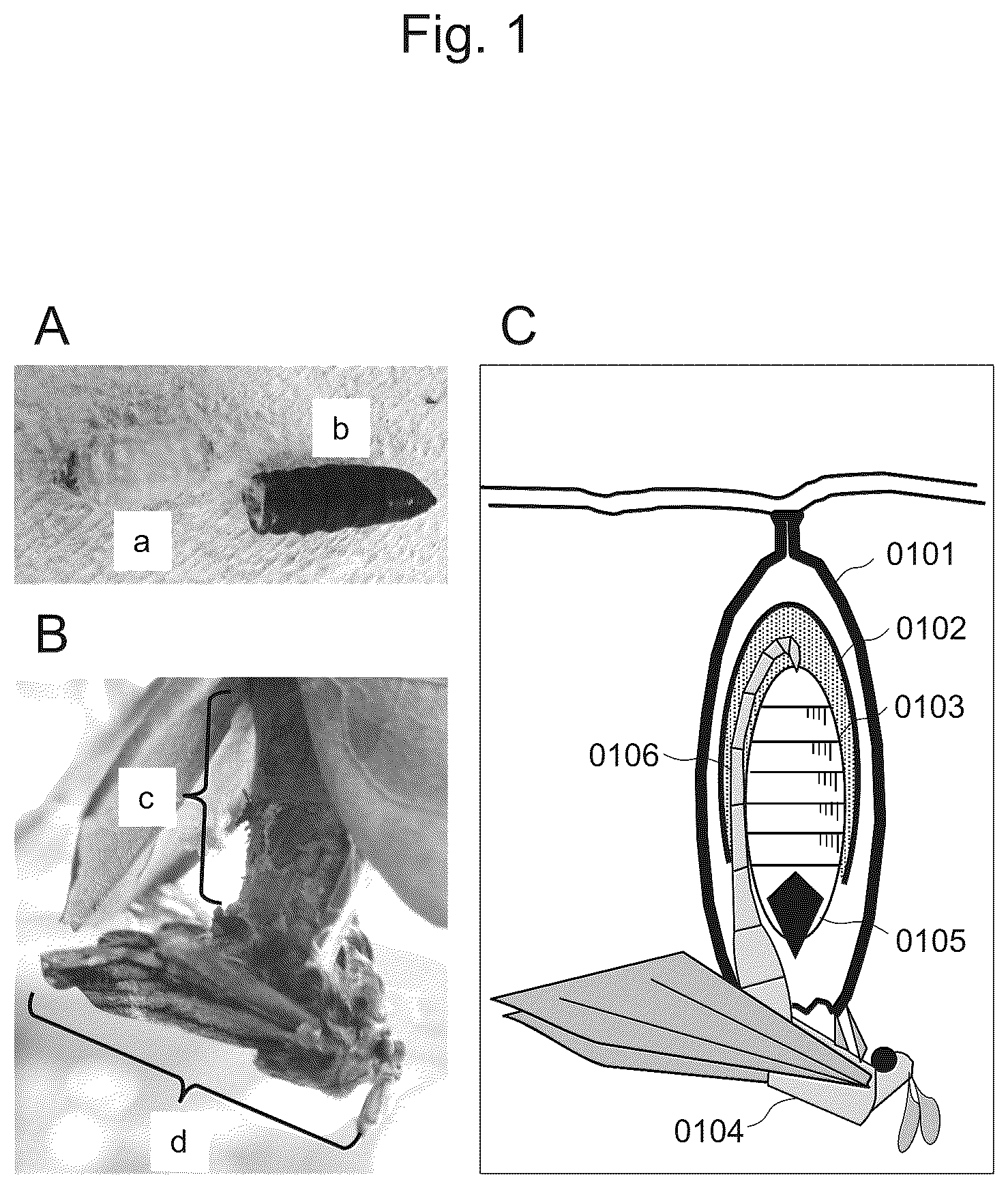 Patent US12302875 Figure 1 – Egg collection device for bagworm moth and breeding method and egg collection method of bagworm moth using the same