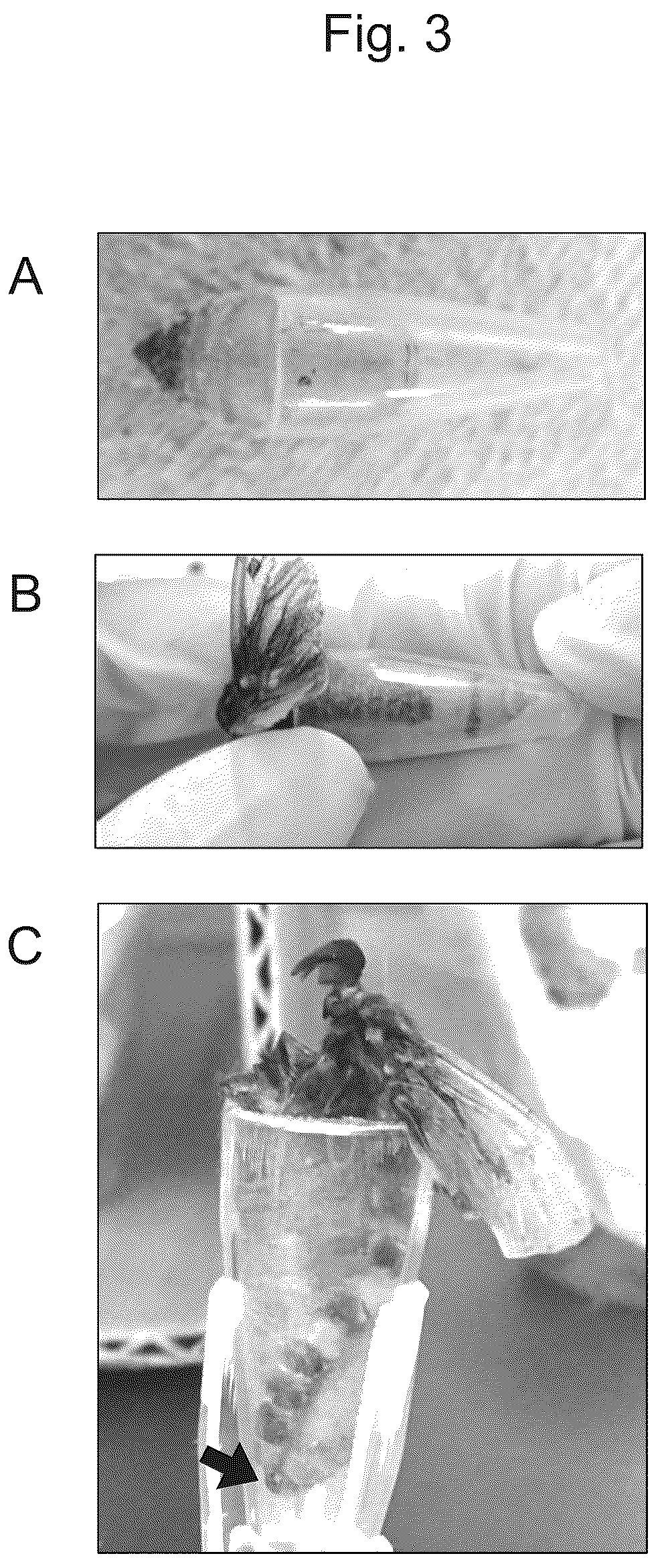 Patent US12302875 Figure 3 – Egg collection device for bagworm moth and breeding method and egg collection method of bagworm moth using the same