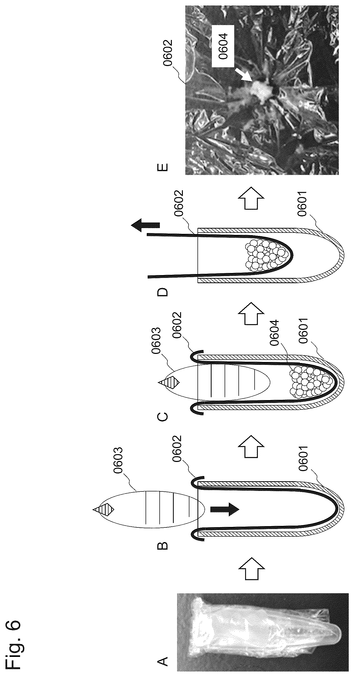 Patent US12302875 Figure 6 – Egg collection device for bagworm moth and breeding method and egg collection method of bagworm moth using the same