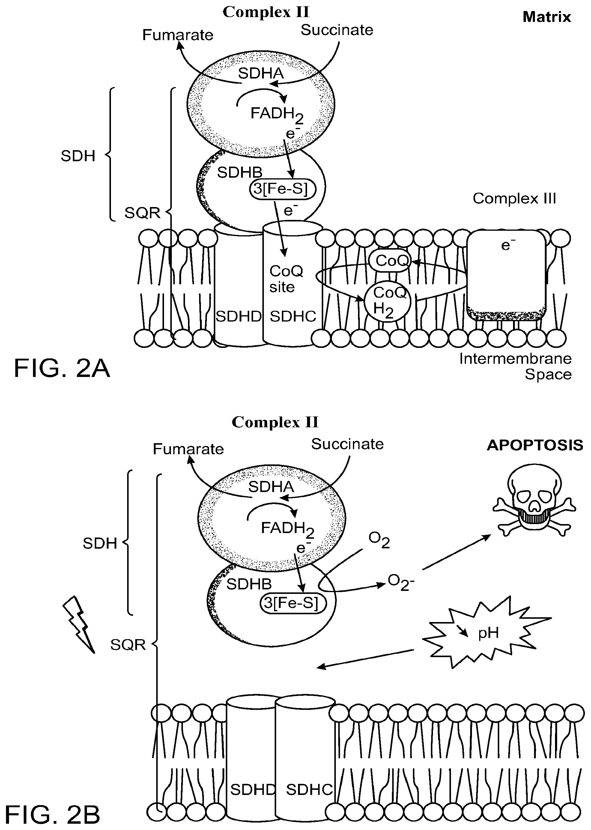 Patent US12303471 Figure 2 – Methods of treatment of temozolomide-resistant glioma using coenzyme Q10