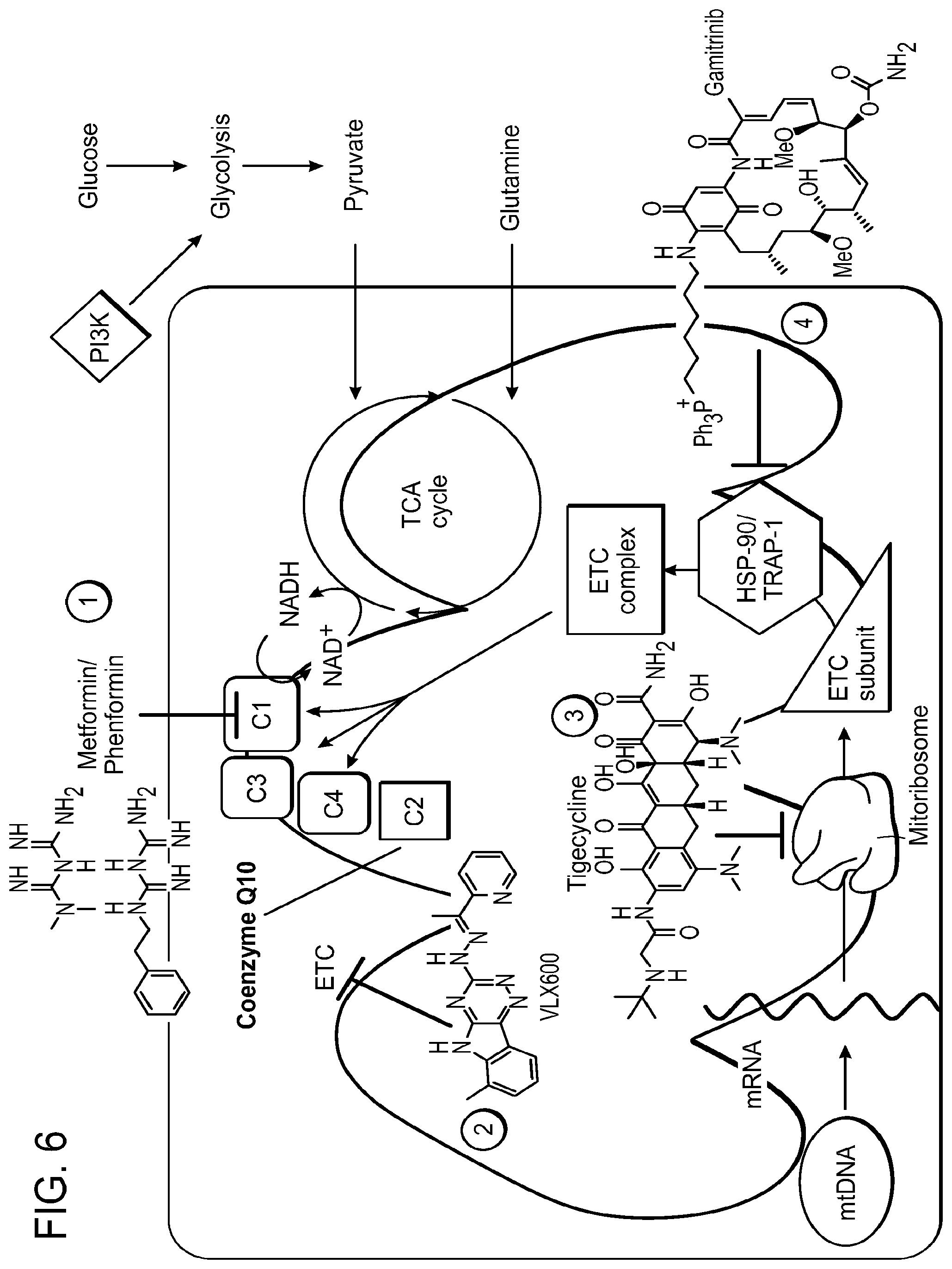 Patent US12303471 Figure 6 – Methods of treatment of temozolomide-resistant glioma using coenzyme Q10