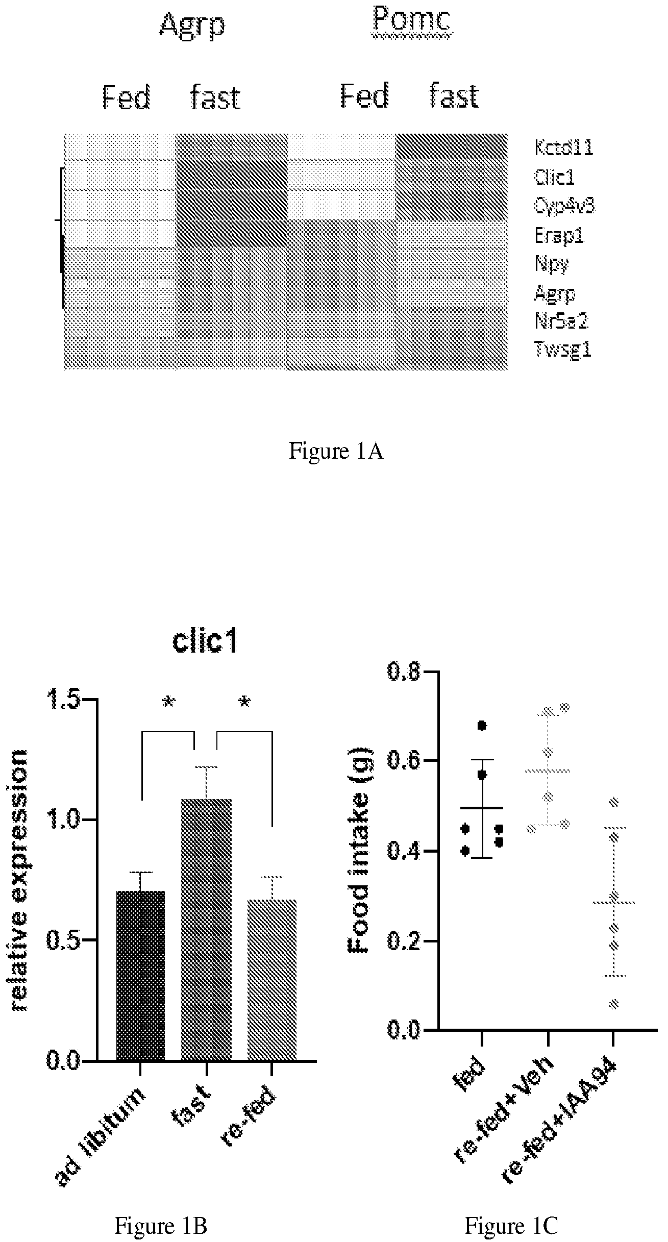 Patent US12303479 — Chloride intracellular channel 1 for regulation of food intake — Figure 1
