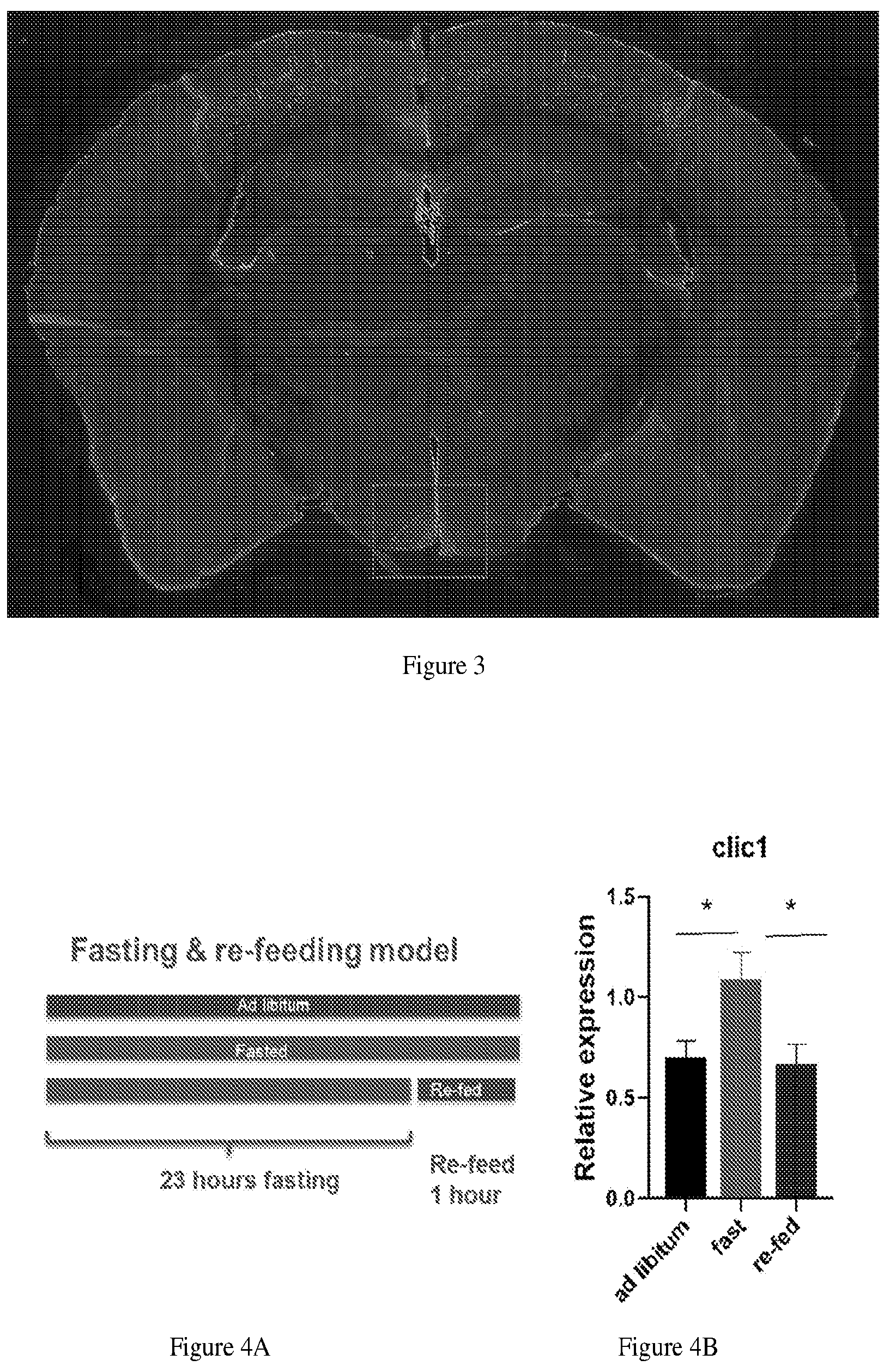 Patent US12303479 Figure 3 – Chloride intracellular channel 1 for regulation of food intake