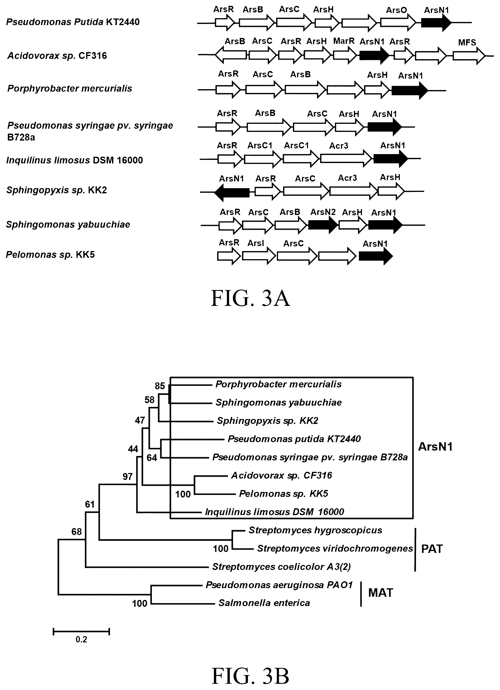 Patent US12303485 Figure 5 – Arsinothricin and methods of treating infections using arsinothricin