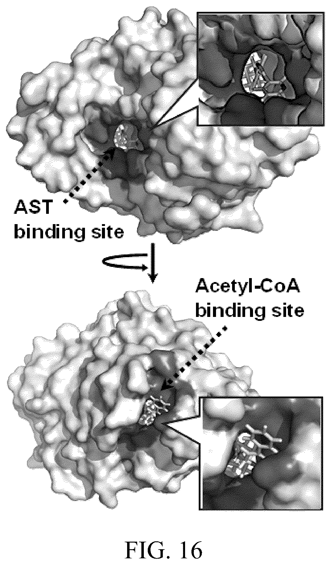 Patent US12303485 Figure 17 – Arsinothricin and methods of treating infections using arsinothricin