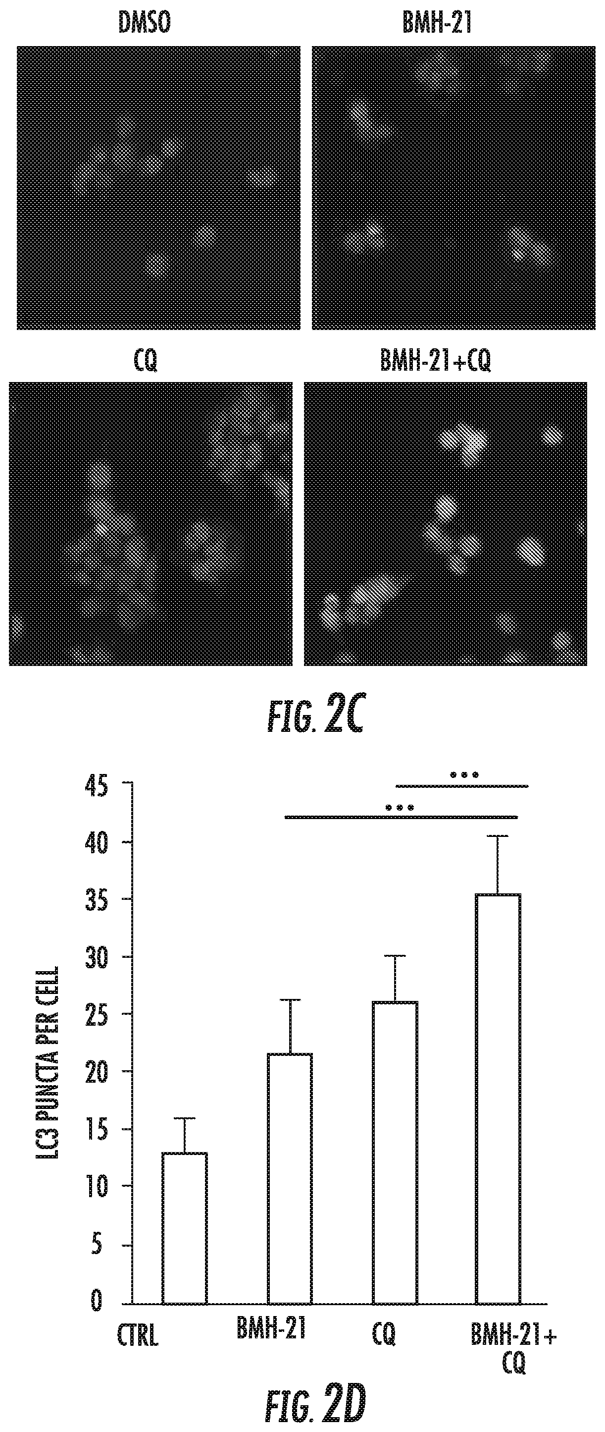 Patent US12303508 Figure 3 – Combinatory treatment strategies of cancer based on RNA polymerase I inhibition