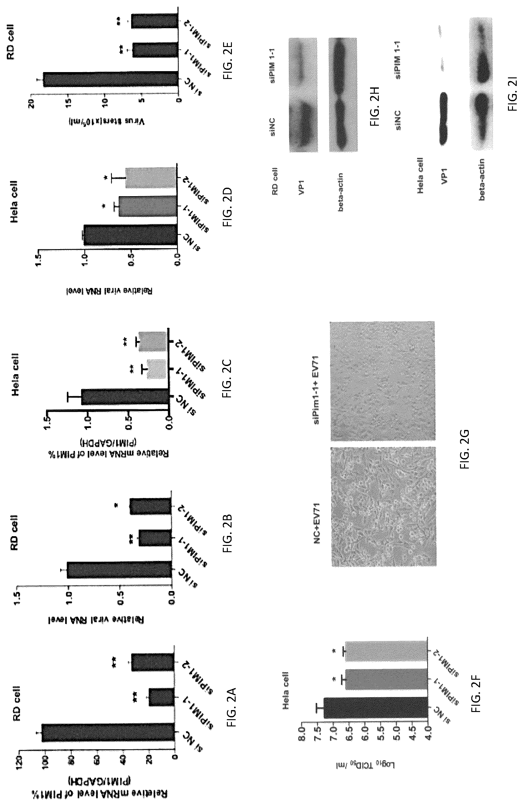 Patent US12303515 Figure 2 – PIM1 inhibitors for use in treatment of viral infection and pharmaceutical compositions thereof