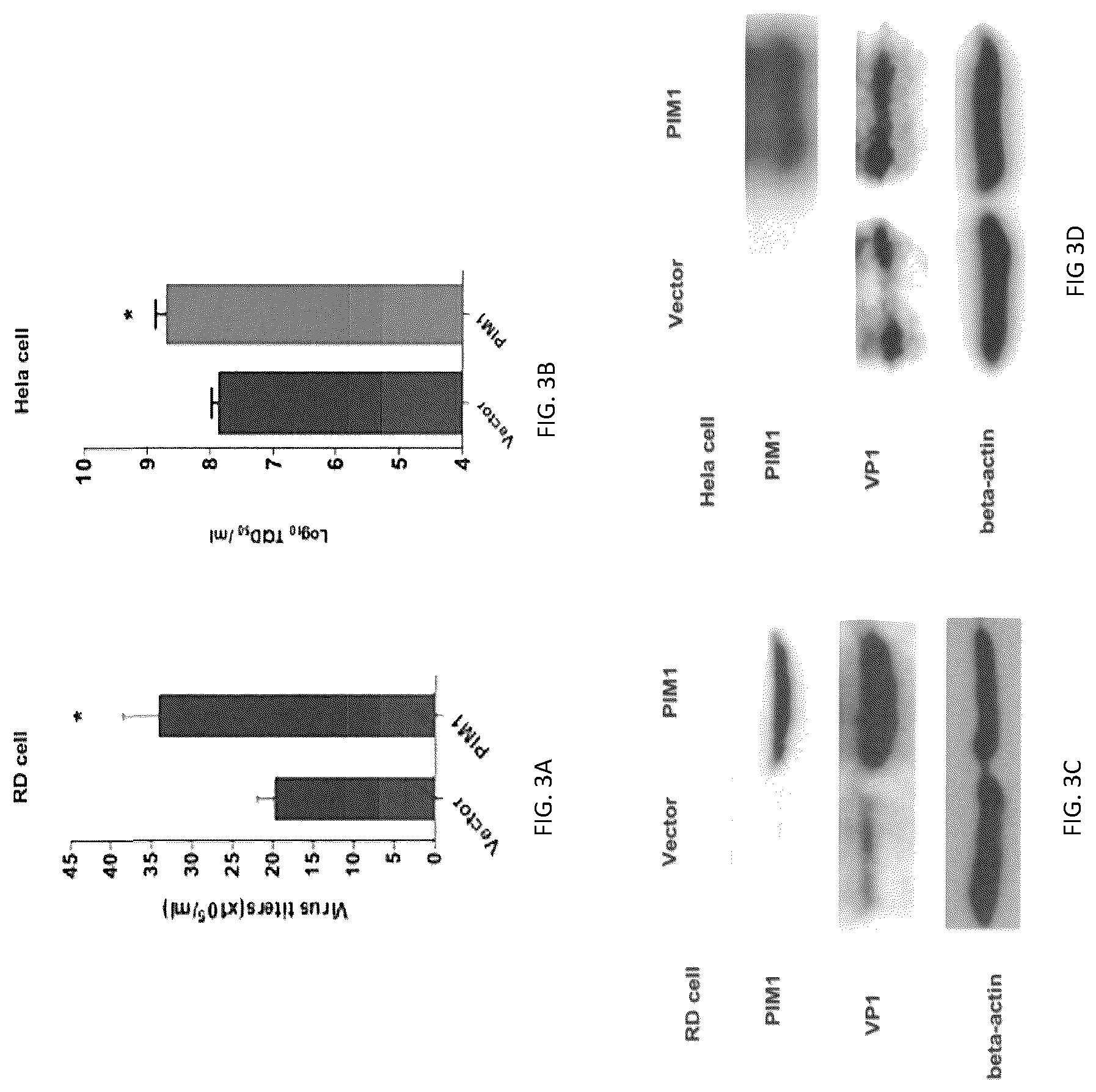 Patent US12303515 Figure 3 – PIM1 inhibitors for use in treatment of viral infection and pharmaceutical compositions thereof