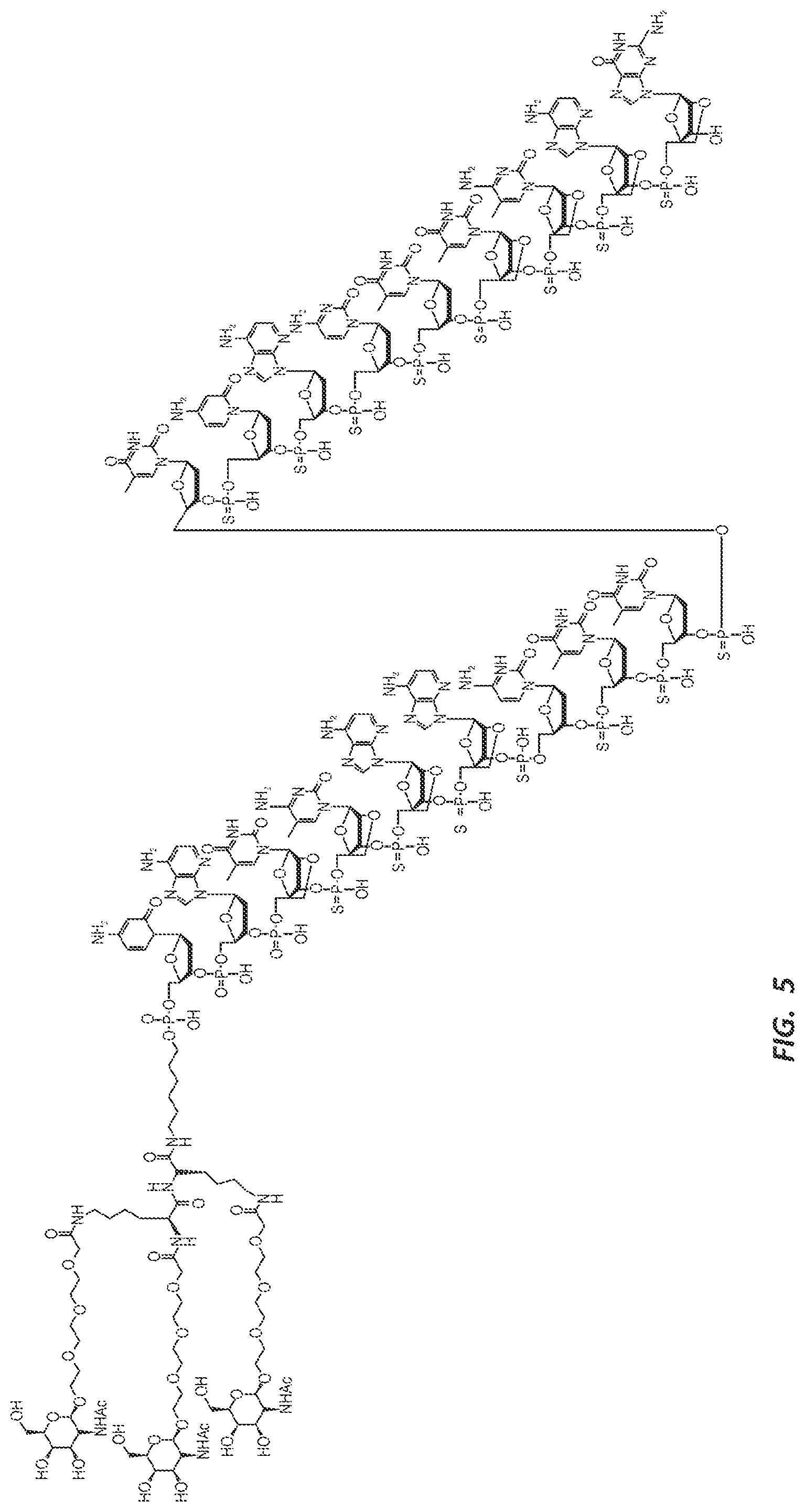 Patent US12303525 Figure 8 – Nucleic acid molecule for reduction of PAPD5 and PAPD7 mRNA for treating hepatitis B infection