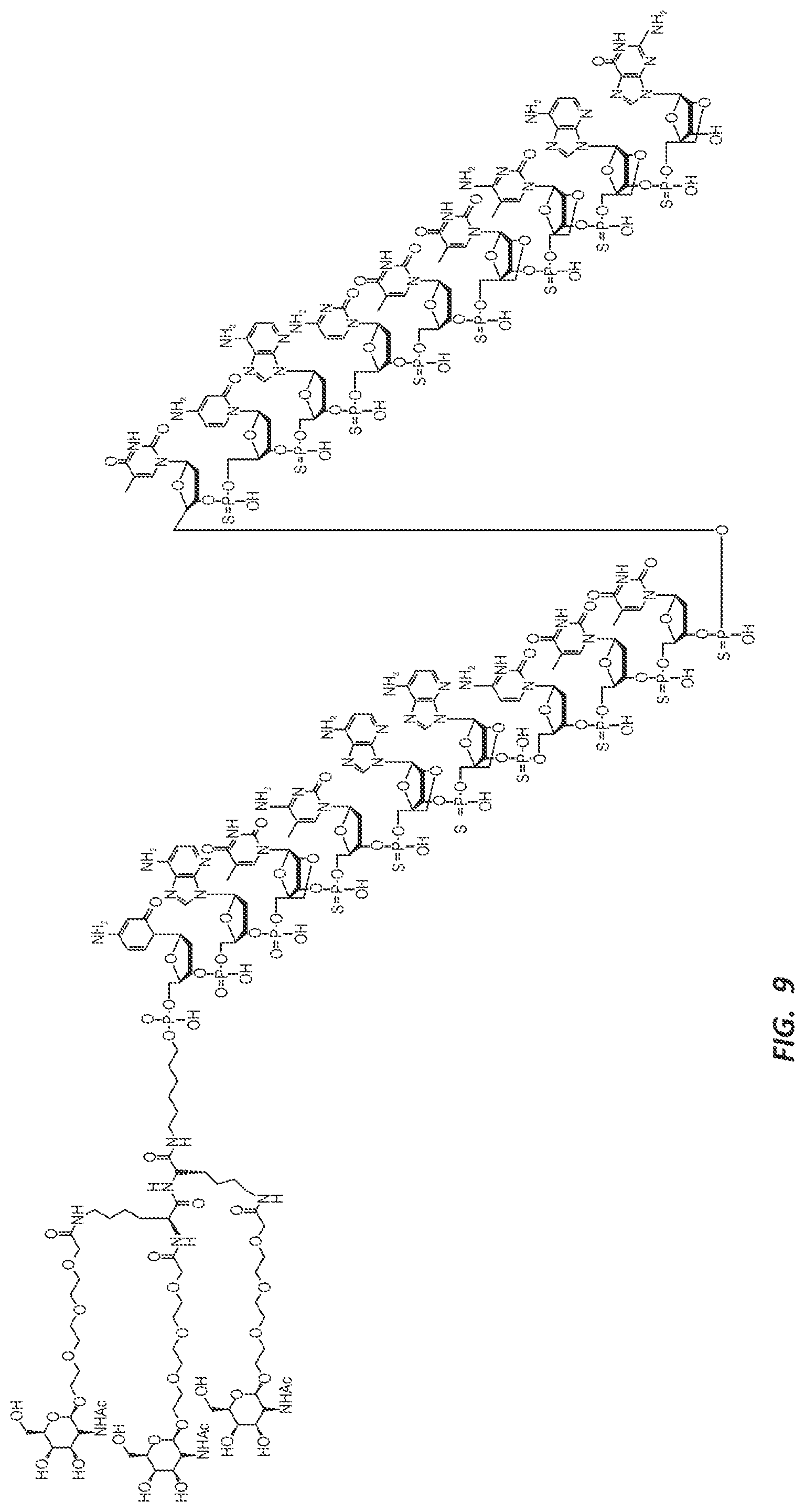 Patent US12303525 Figure 12 – Nucleic acid molecule for reduction of PAPD5 and PAPD7 mRNA for treating hepatitis B infection