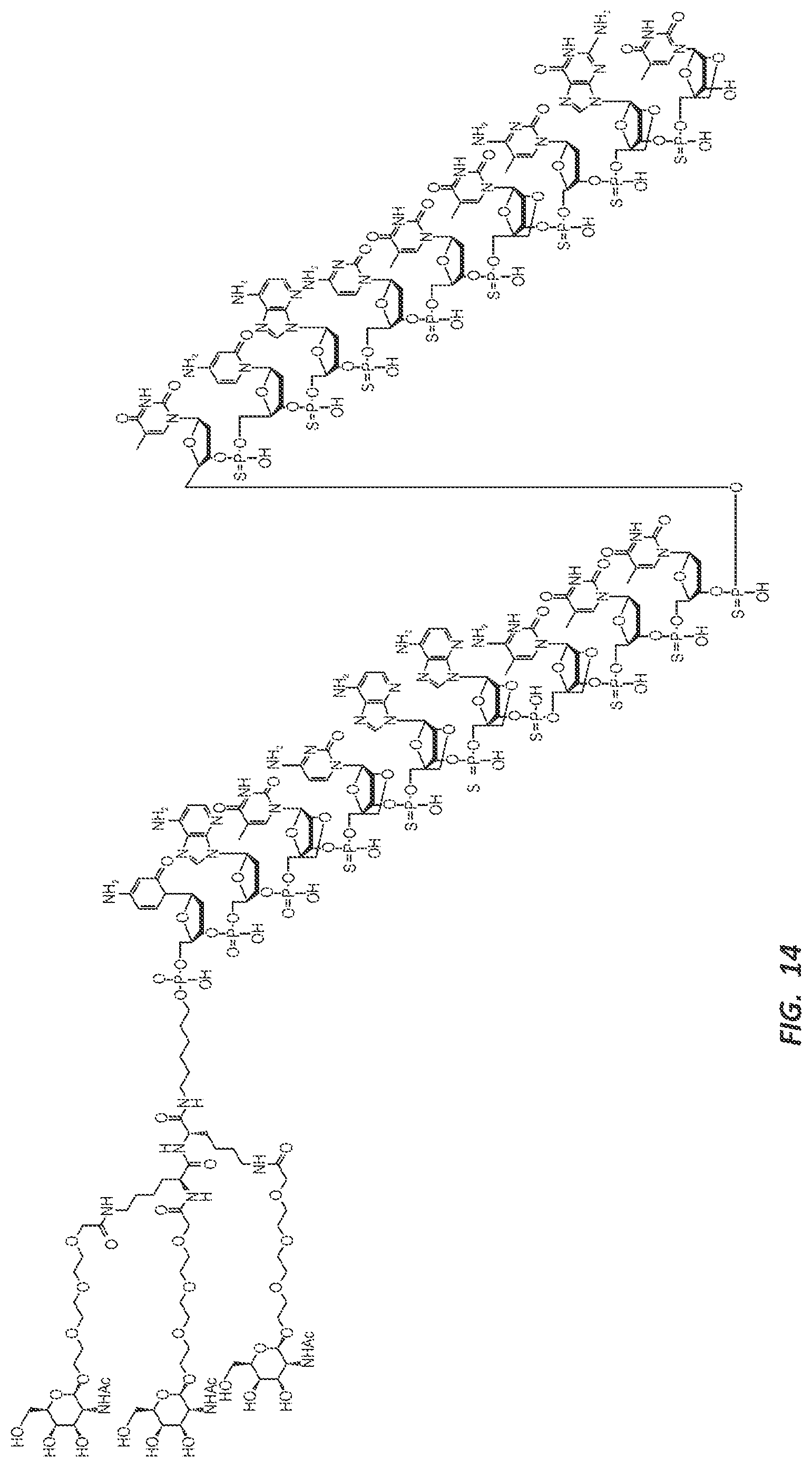 Patent US12303525 Figure 17 – Nucleic acid molecule for reduction of PAPD5 and PAPD7 mRNA for treating hepatitis B infection