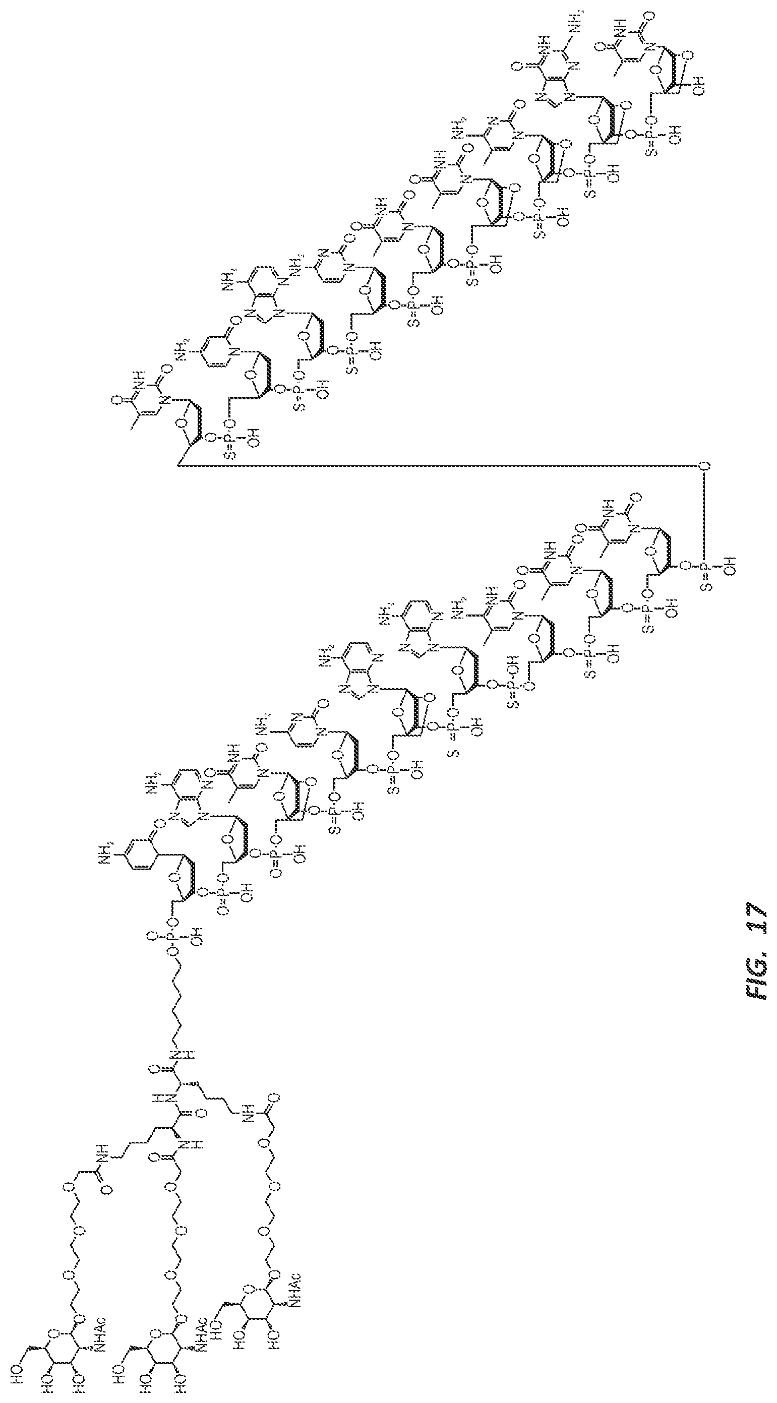 Patent US12303525 Figure 20 – Nucleic acid molecule for reduction of PAPD5 and PAPD7 mRNA for treating hepatitis B infection