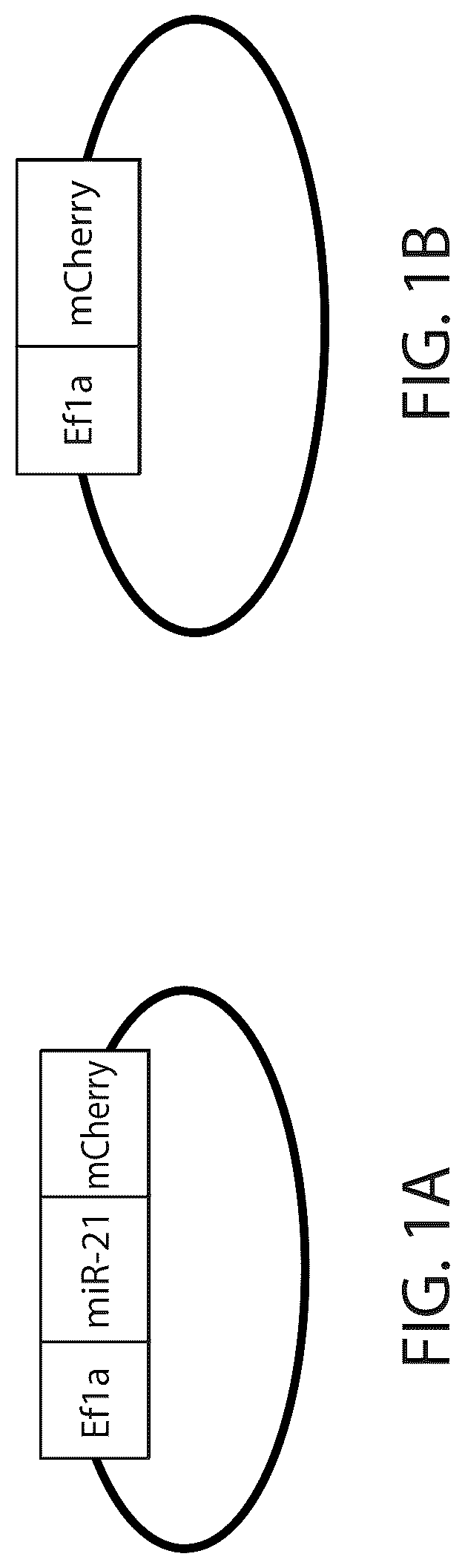 Patent US12303526 Figure 1 – DNA compositions and related methods