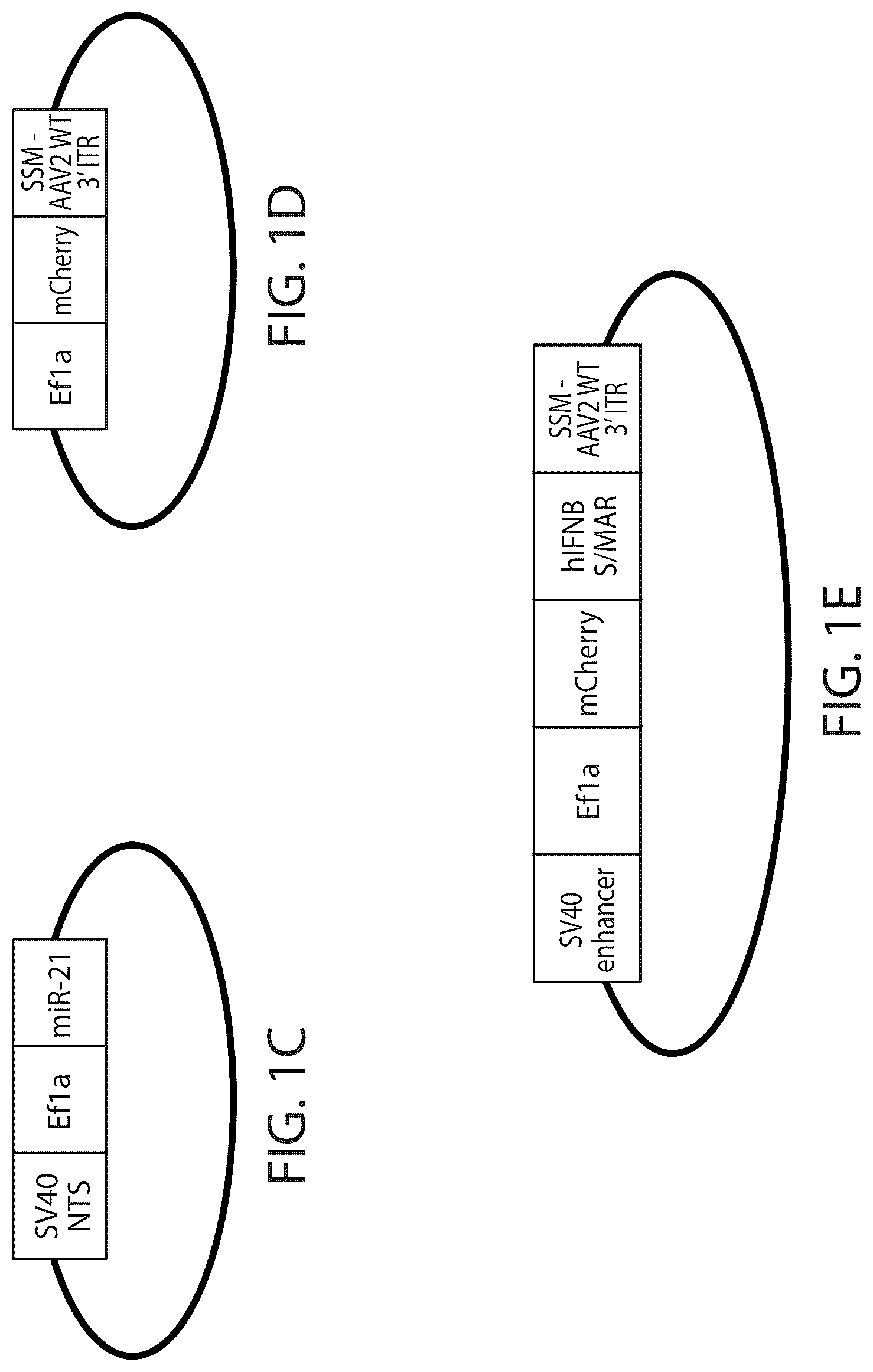 Patent US12303526 Figure 2 – DNA compositions and related methods