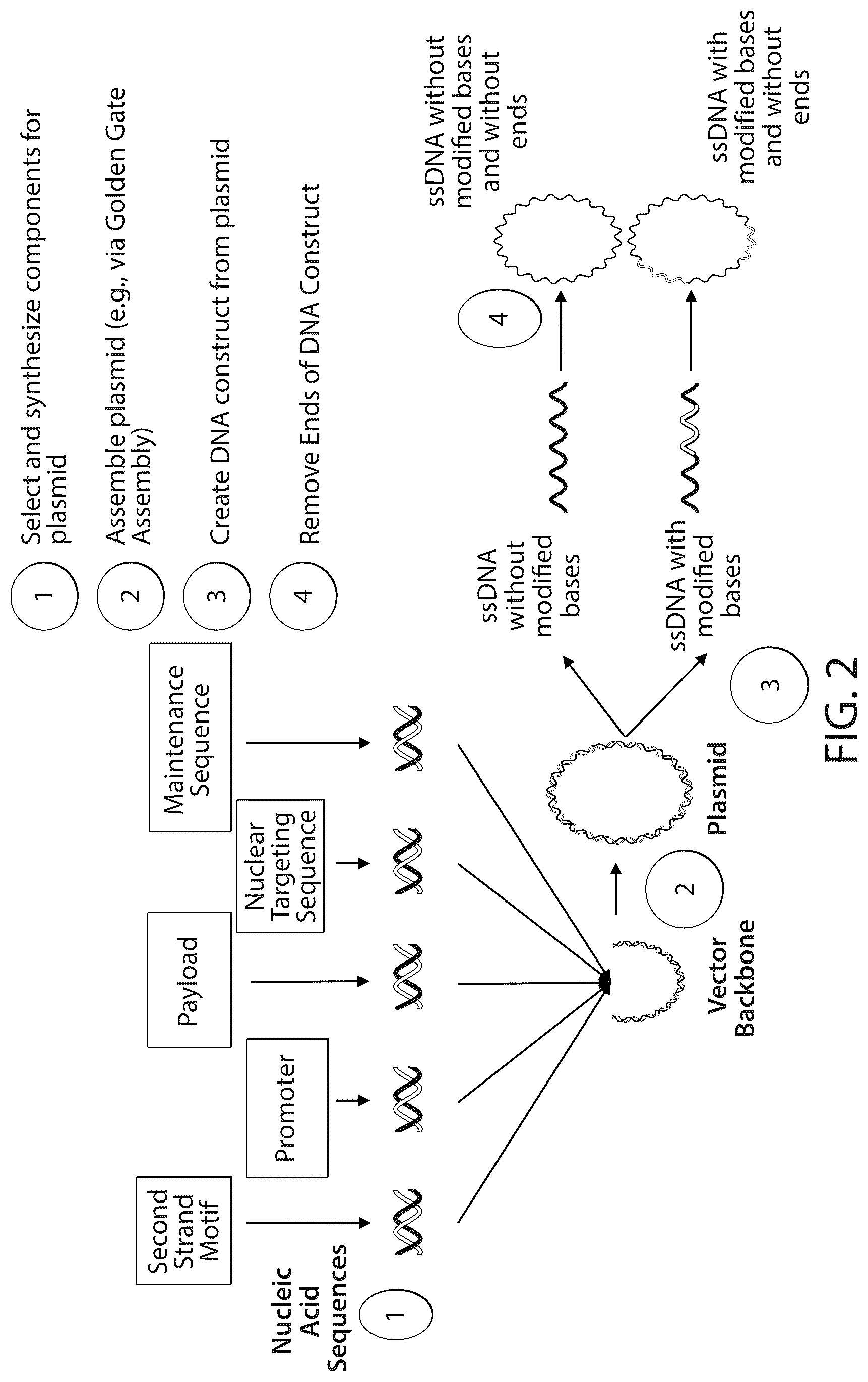 Patent US12303526 Figure 3 – DNA compositions and related methods