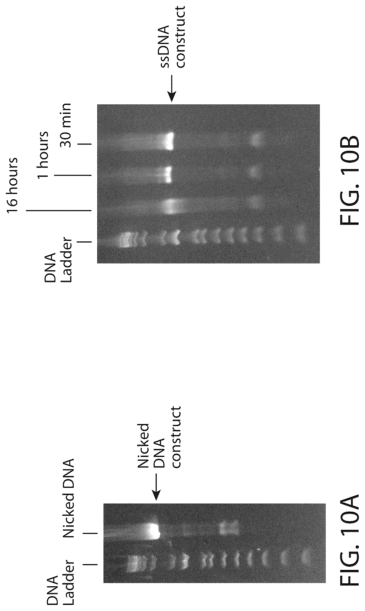 Patent US12303526 Figure 11 – DNA compositions and related methods