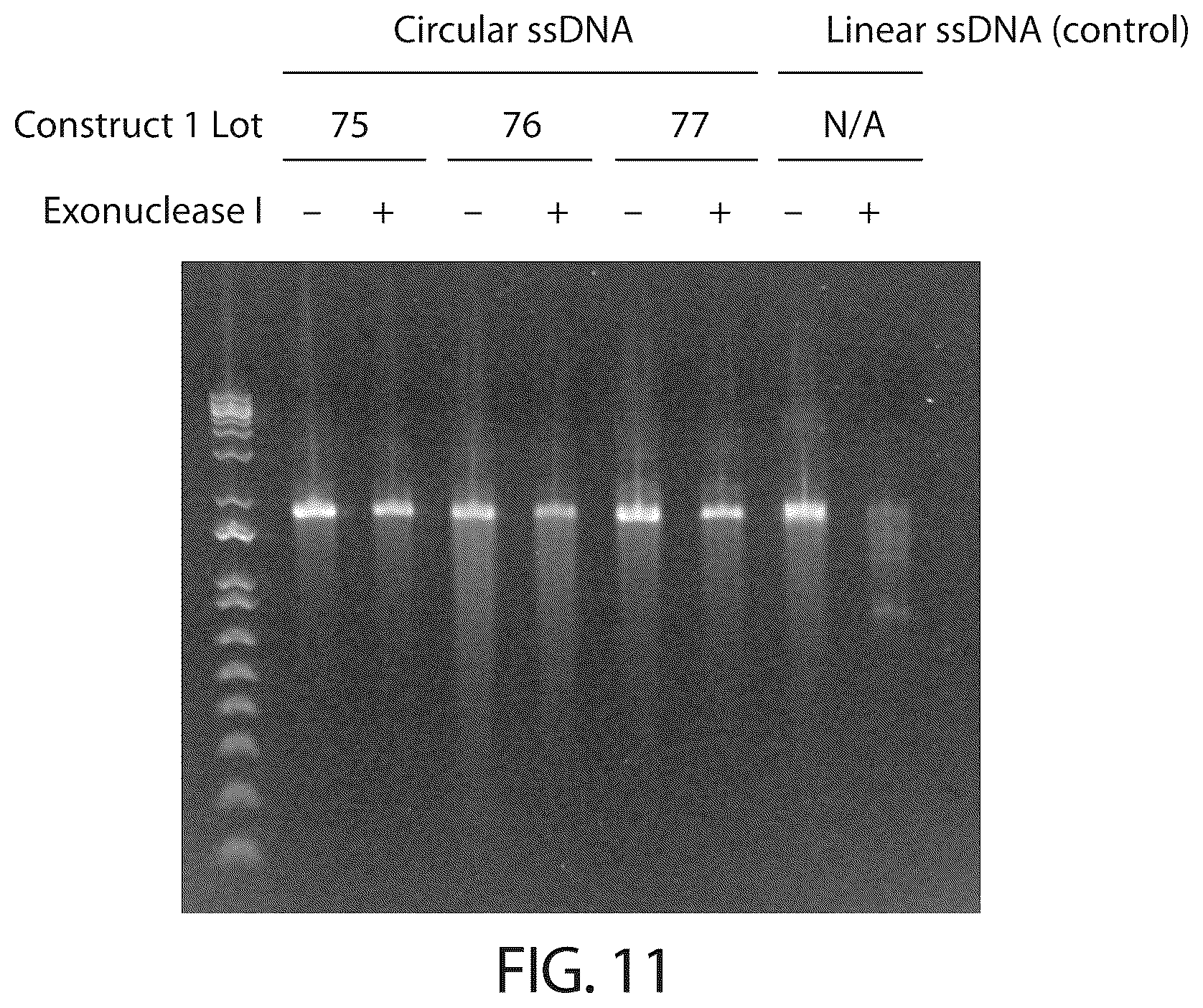 Patent US12303526 Figure 12 – DNA compositions and related methods