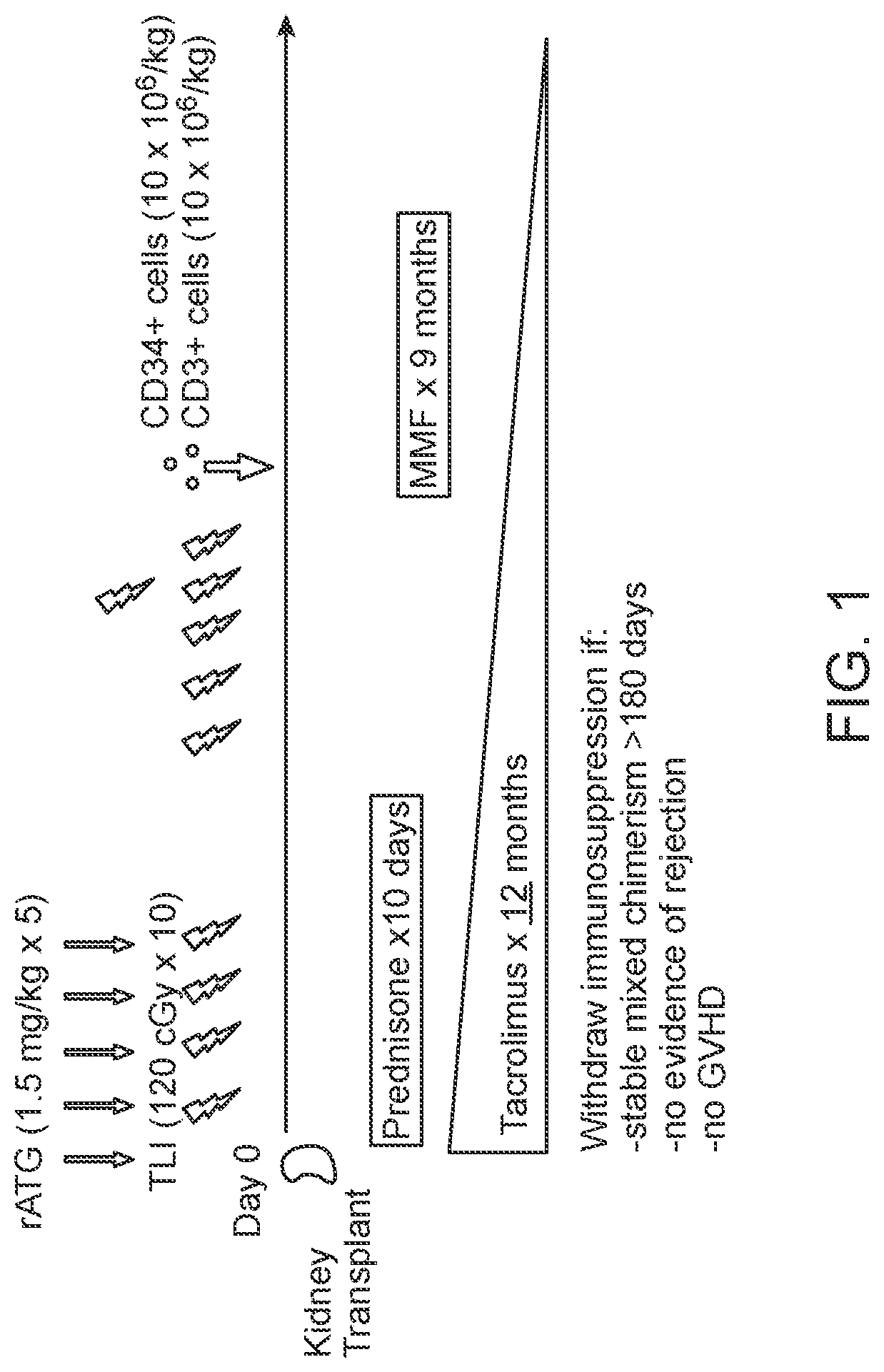 Patent US12303532 Figure 1 – Combined organ and hematopoietic cells for transplantation tolerance of grafts