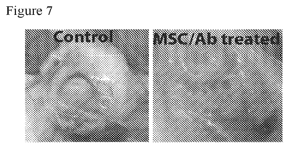 Patent US12303535 Figure 7 – Activated stem cells and systemic treatment methods for infected wounds
