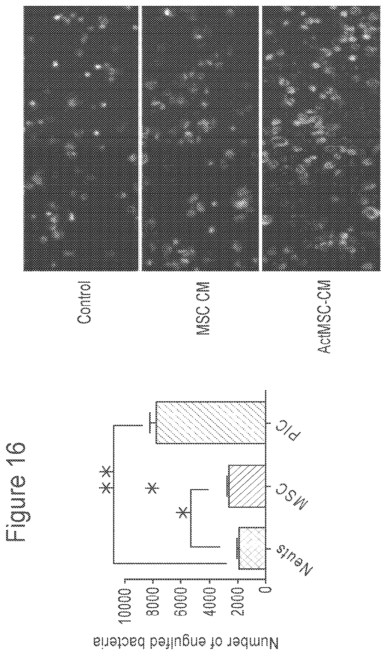 Patent US12303535 Figure 16 – Activated stem cells and systemic treatment methods for infected wounds