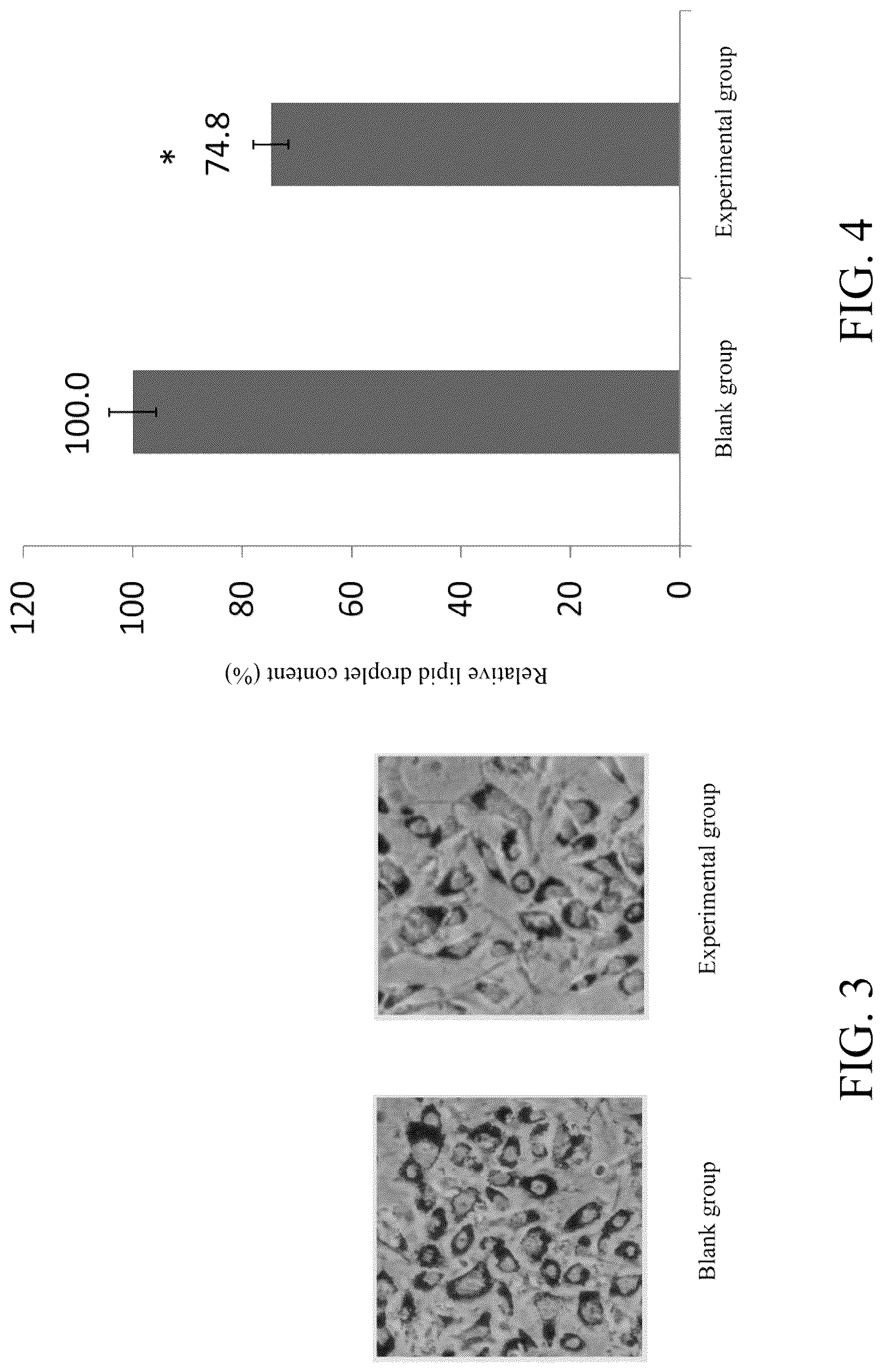 Patent US12303539 Figure 2 – Method of using lactobacillus fermentum TCI757 for gaining muscle, promoting secretion of irisin, and decreasing visceral fat