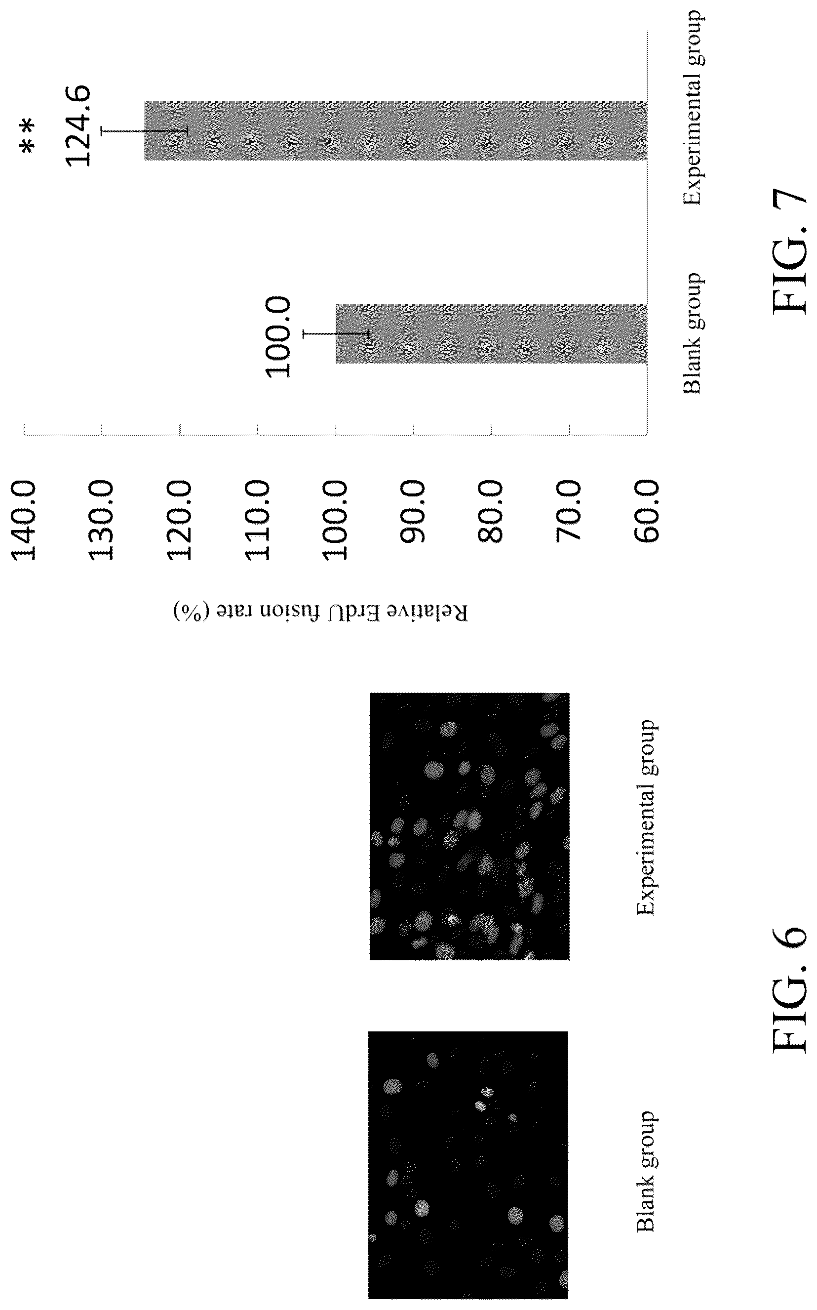 Patent US12303539 Figure 4 – Method of using lactobacillus fermentum TCI757 for gaining muscle, promoting secretion of irisin, and decreasing visceral fat