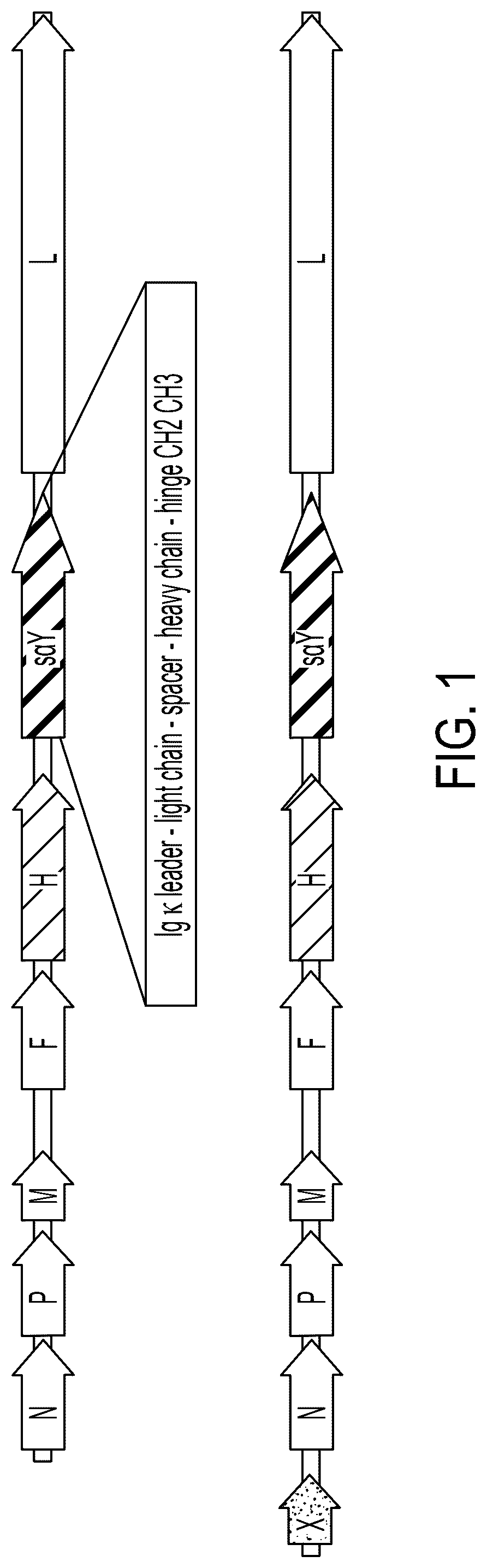 Patent US12303540 Figure 1 – RNA viruses for immunovirotherapy