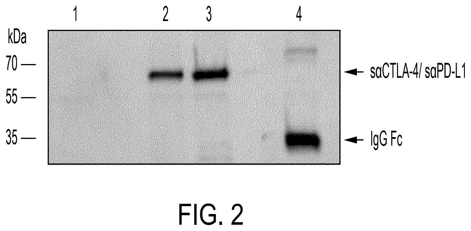 Patent US12303540 Figure 2 – RNA viruses for immunovirotherapy