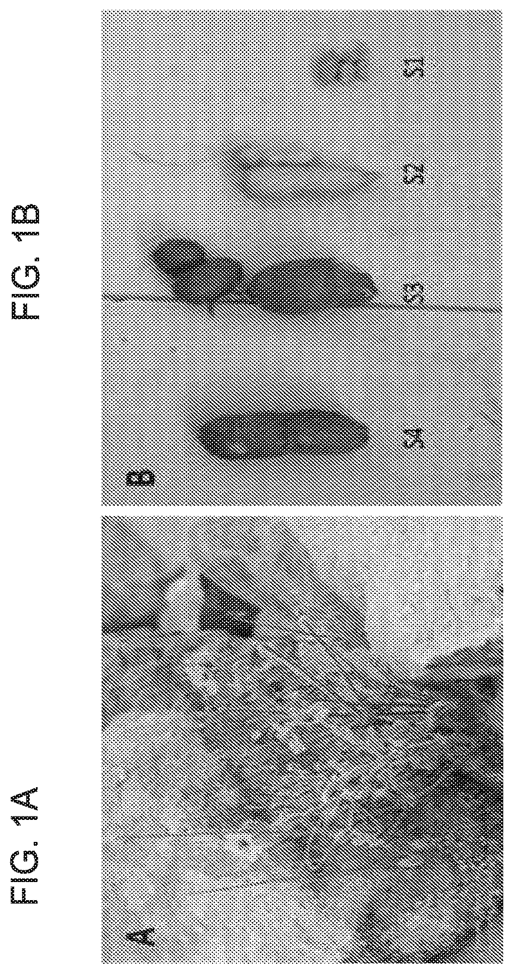 Patent US12303541 Figure 1 – Erodium crassifolium L'Her plant extracts and uses thereof