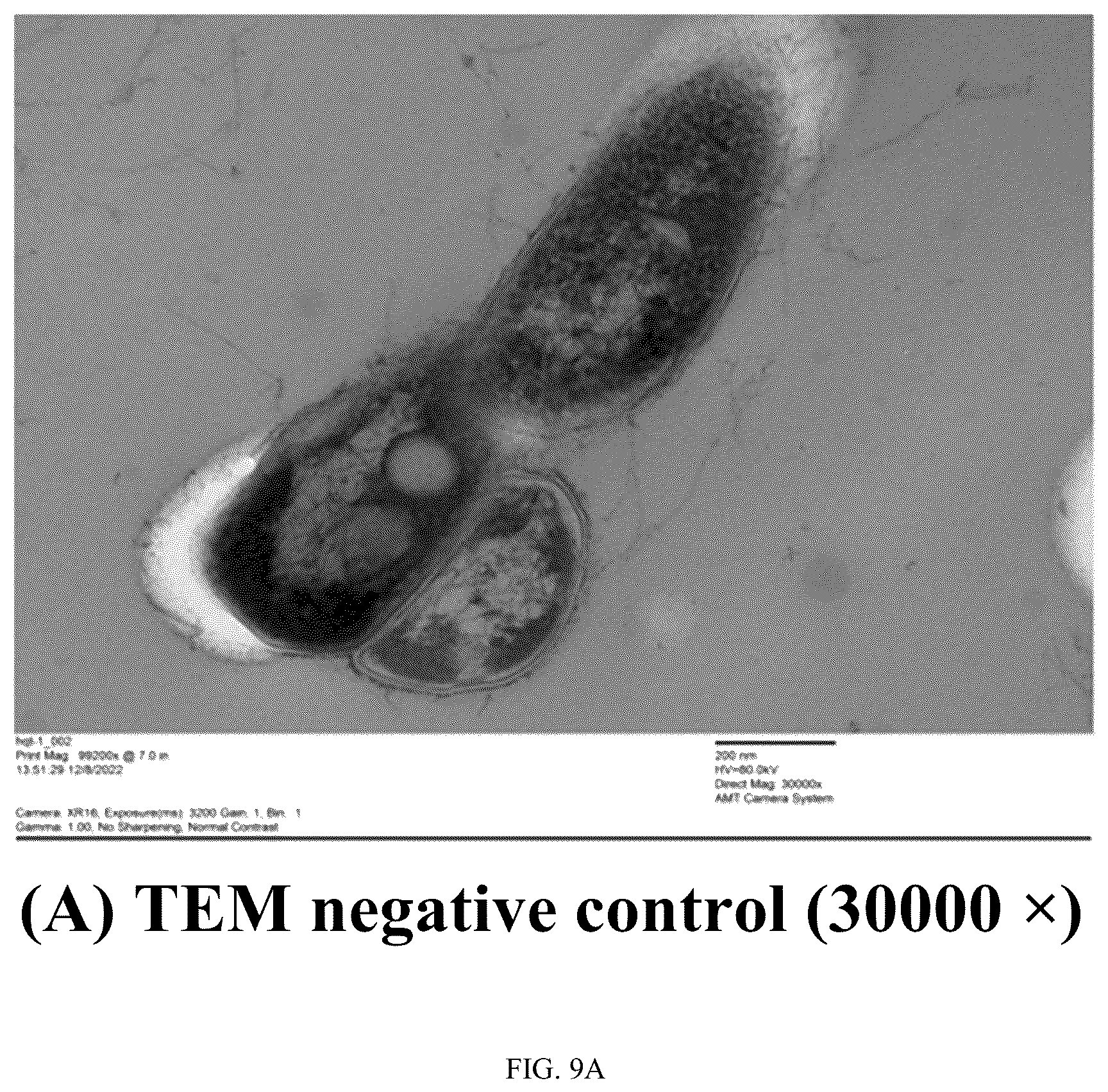 Patent US12303545 Figure 9 – Polypeptide with anti- Mycobacterium tuberculosis activity, and preparation method and use thereof