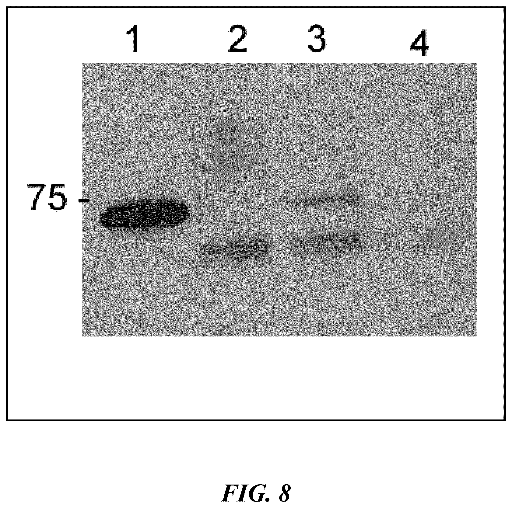 Patent US12303546 Figure 7 – Antimicrobial compositions and methods of use thereof