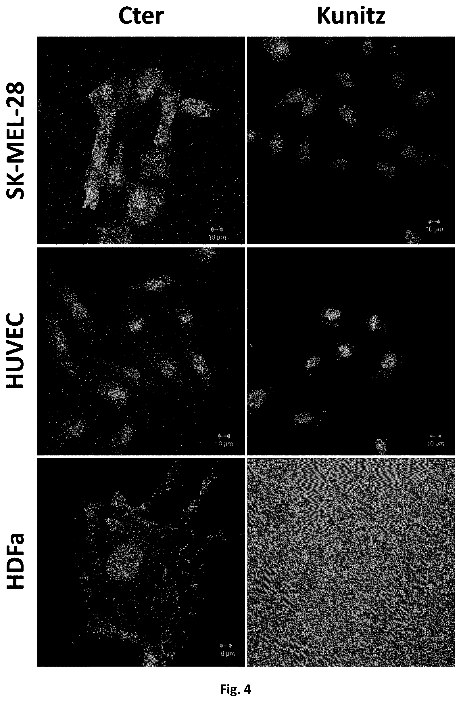 Patent US12303547 Figure 4 – Compound, use, pharmaceutical composition, method of diagnosis, method of treatment, and method of transportation and/or internalization of a compound into eukaryotic cells