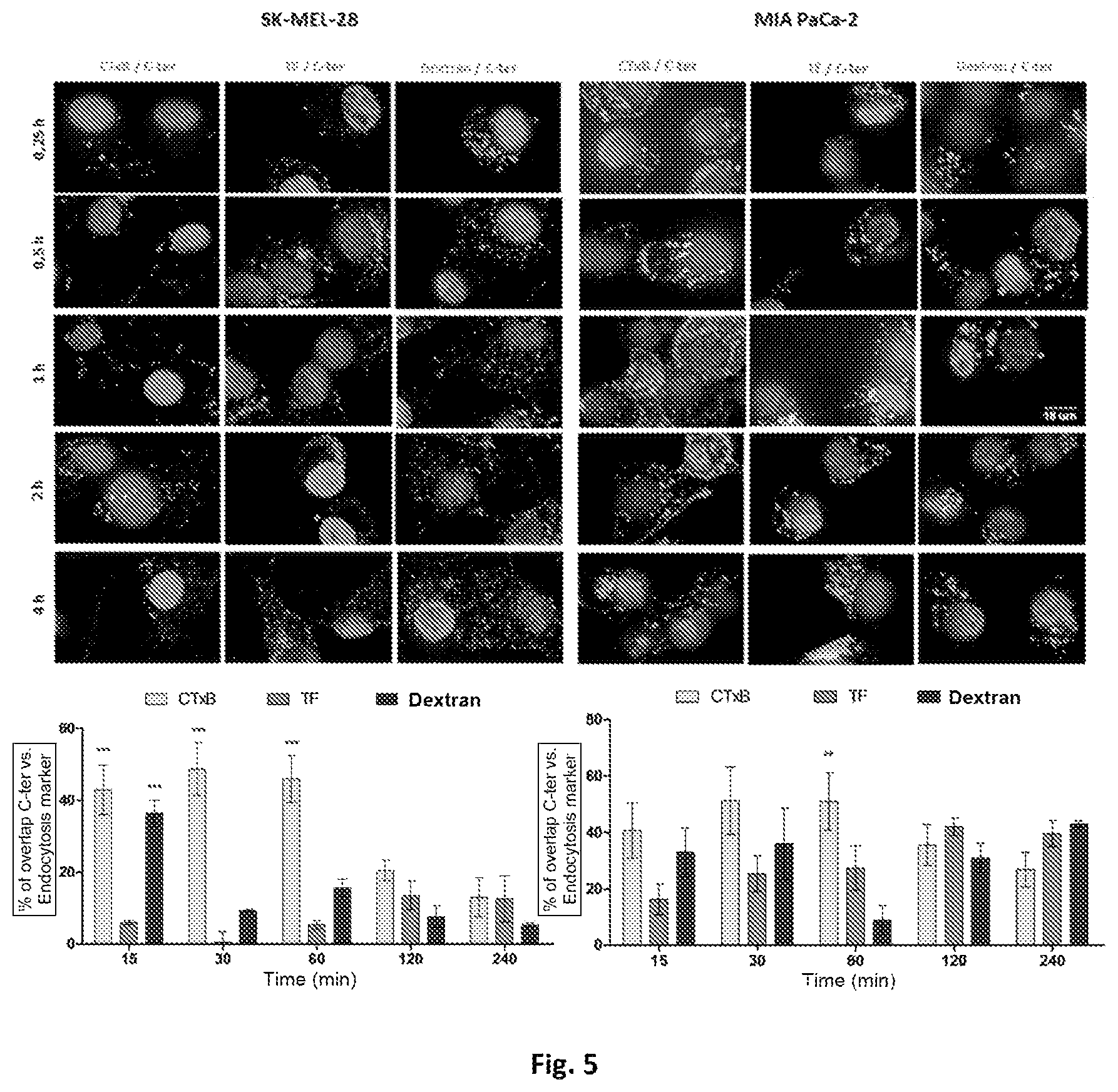 Patent US12303547 Figure 5 – Compound, use, pharmaceutical composition, method of diagnosis, method of treatment, and method of transportation and/or internalization of a compound into eukaryotic cells