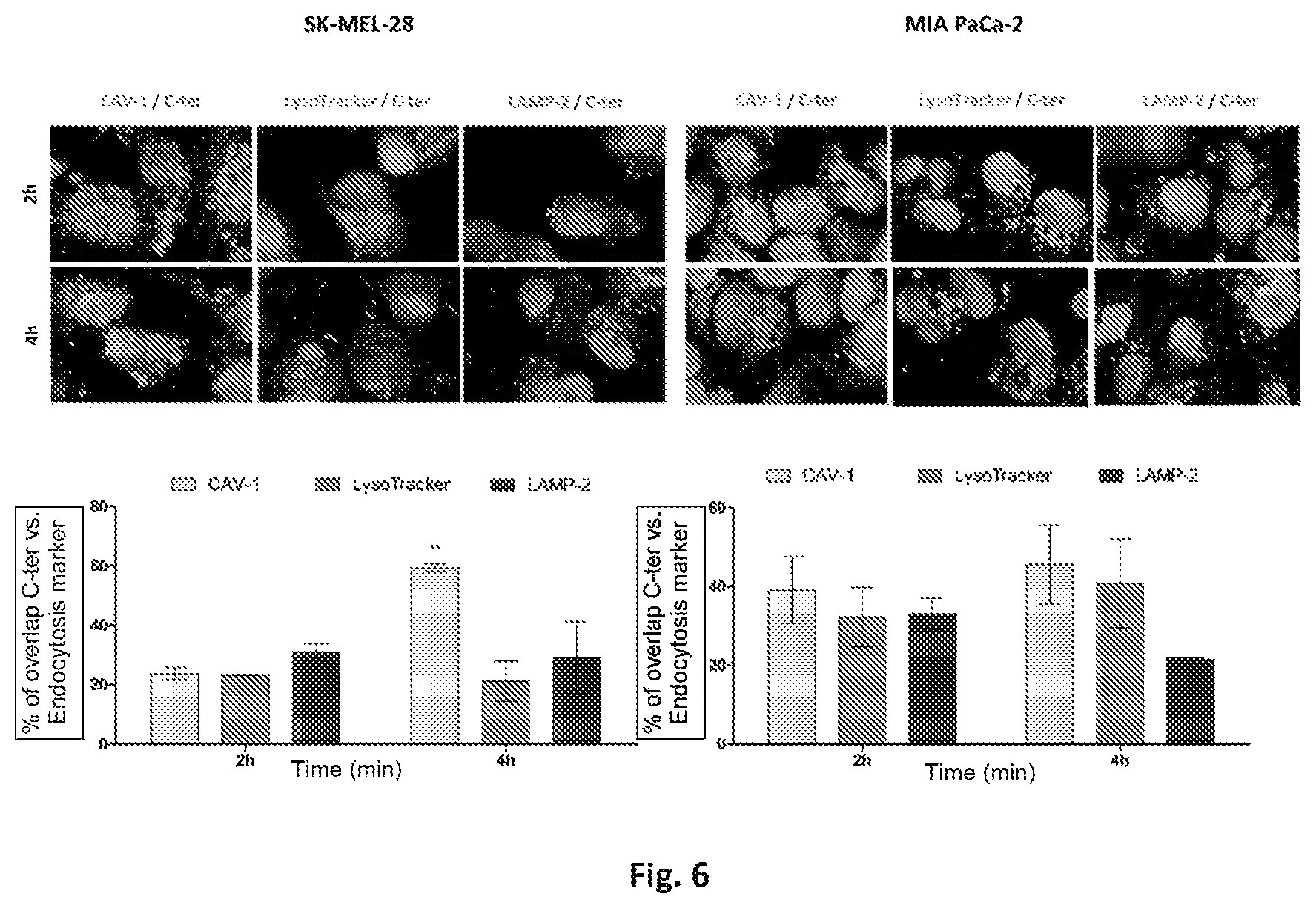 Patent US12303547 Figure 6 – Compound, use, pharmaceutical composition, method of diagnosis, method of treatment, and method of transportation and/or internalization of a compound into eukaryotic cells
