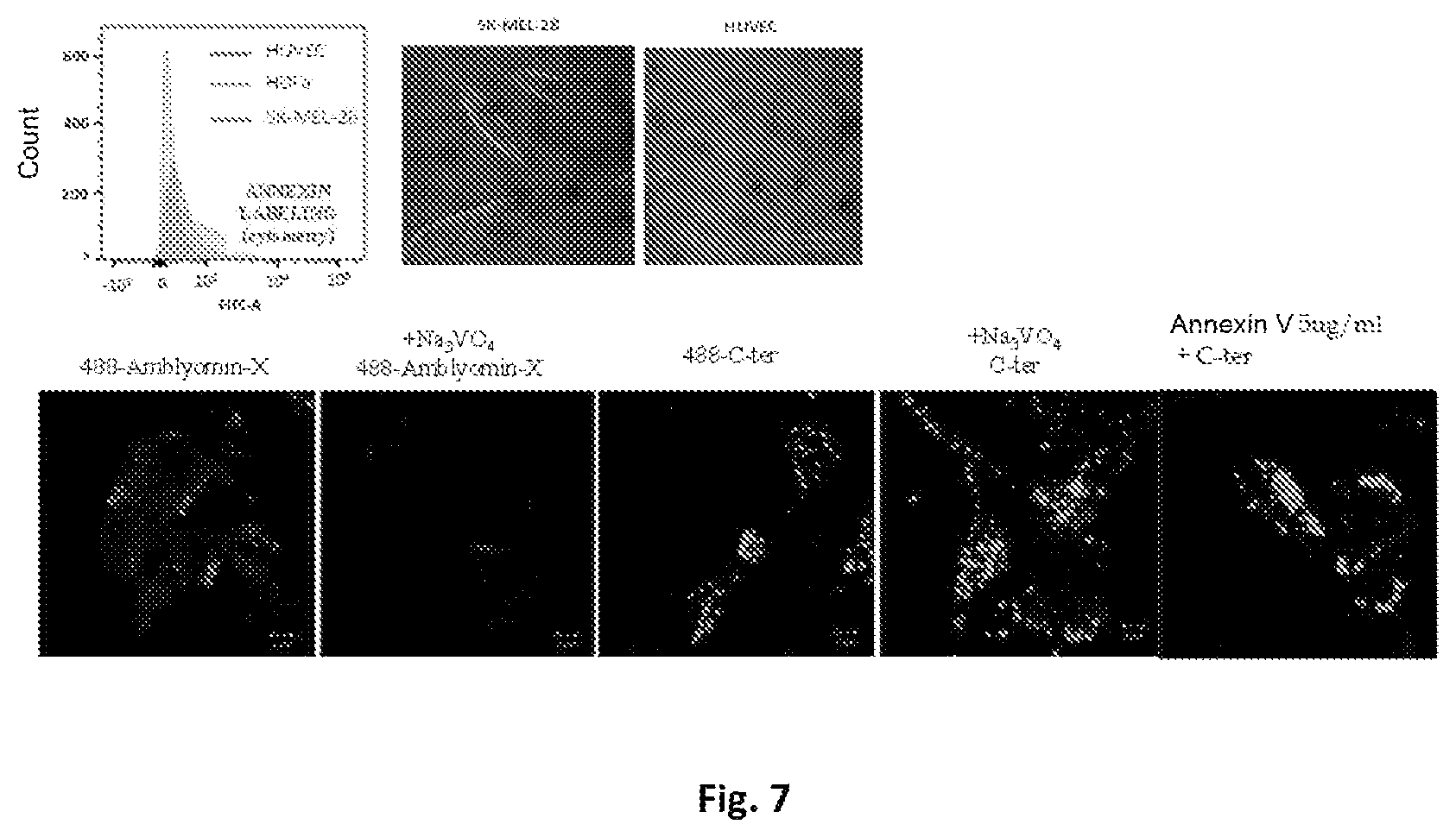 Patent US12303547 Figure 7 – Compound, use, pharmaceutical composition, method of diagnosis, method of treatment, and method of transportation and/or internalization of a compound into eukaryotic cells