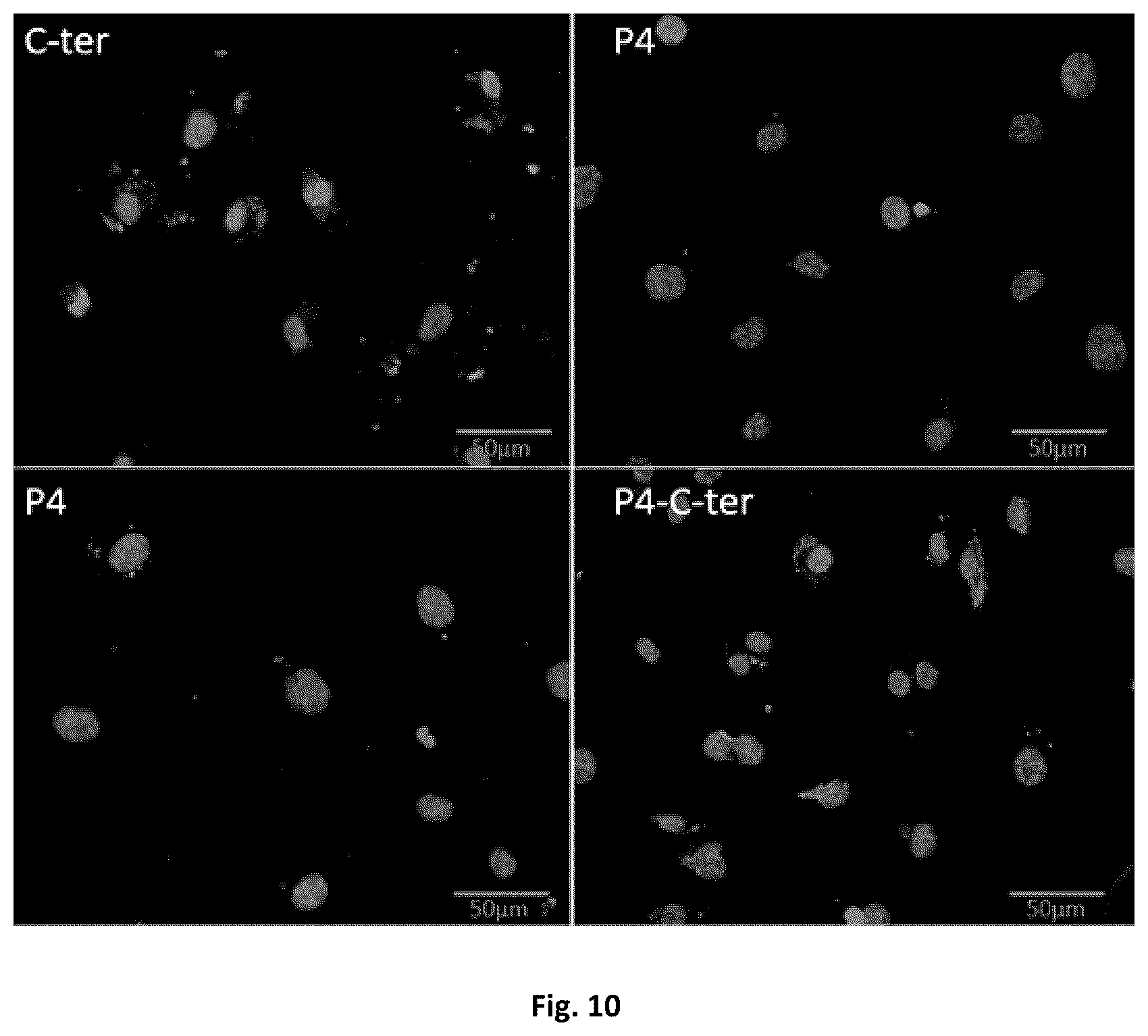 Patent US12303547 Figure 10 – Compound, use, pharmaceutical composition, method of diagnosis, method of treatment, and method of transportation and/or internalization of a compound into eukaryotic cells