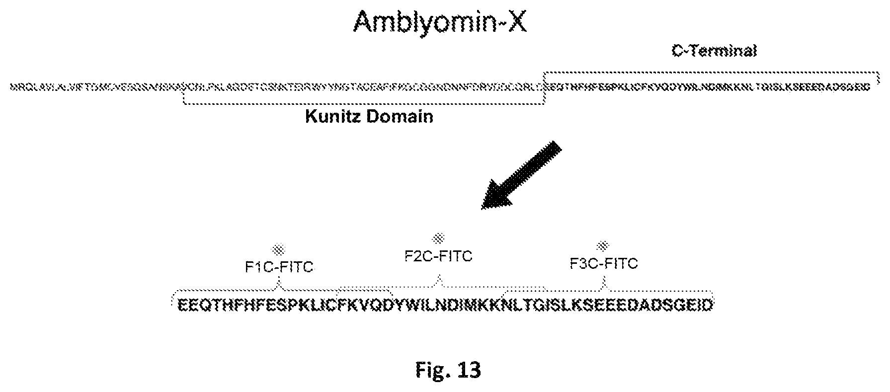 Patent US12303547 Figure 13 – Compound, use, pharmaceutical composition, method of diagnosis, method of treatment, and method of transportation and/or internalization of a compound into eukaryotic cells