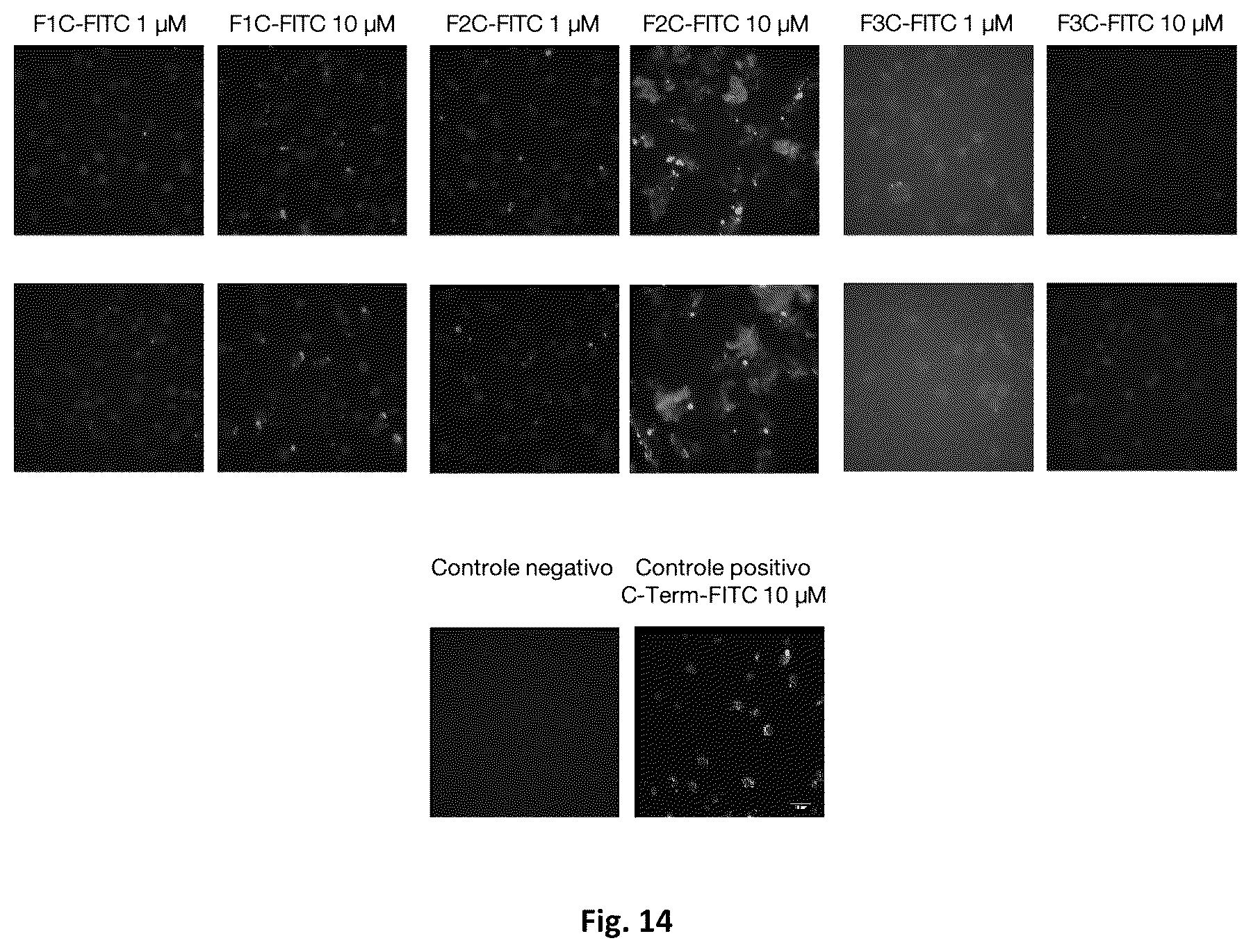 Patent US12303547 Figure 14 – Compound, use, pharmaceutical composition, method of diagnosis, method of treatment, and method of transportation and/or internalization of a compound into eukaryotic cells