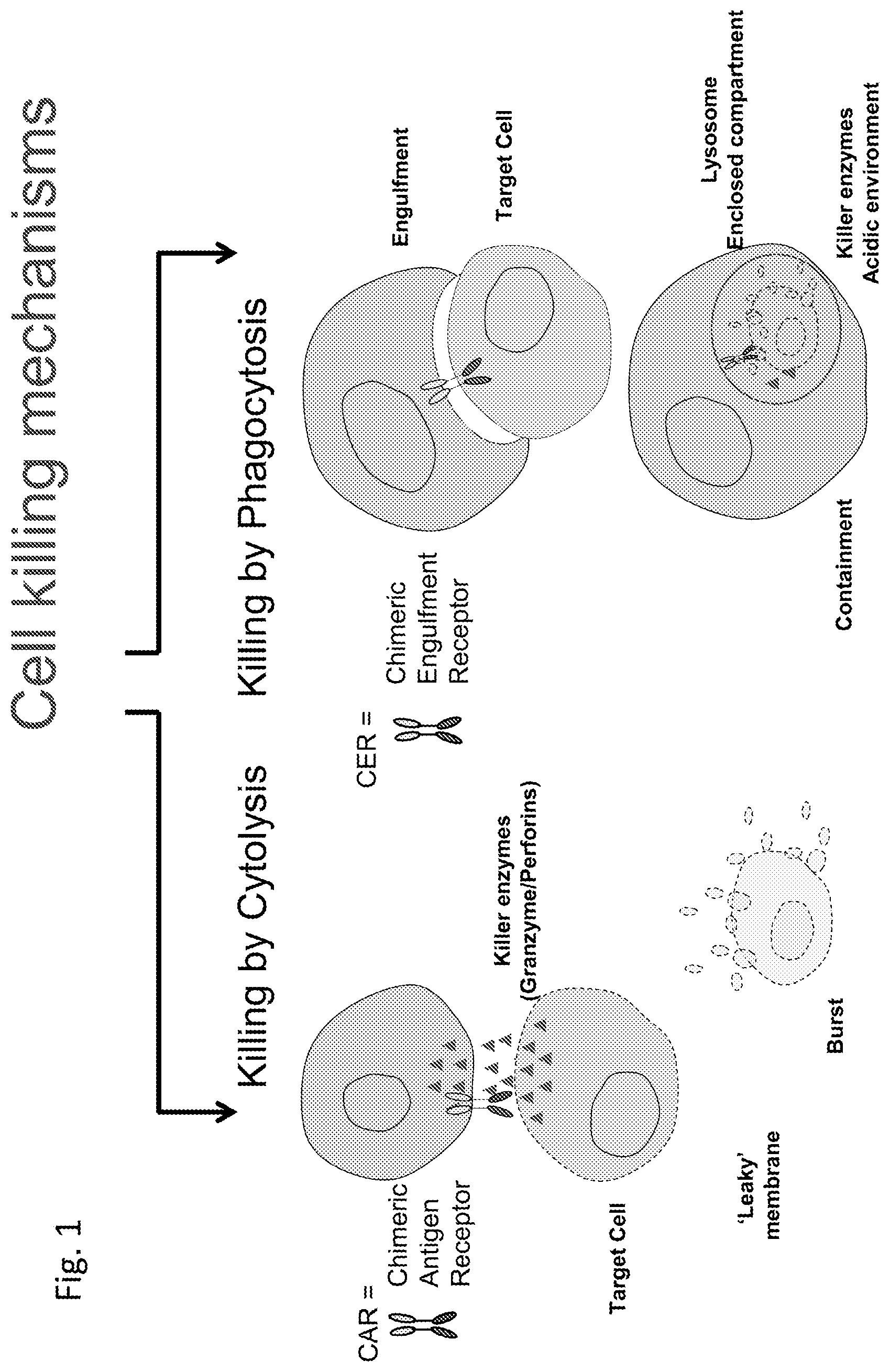 Patent US12303551 Figure 1 – Cellular immunotherapy compositions and uses thereof